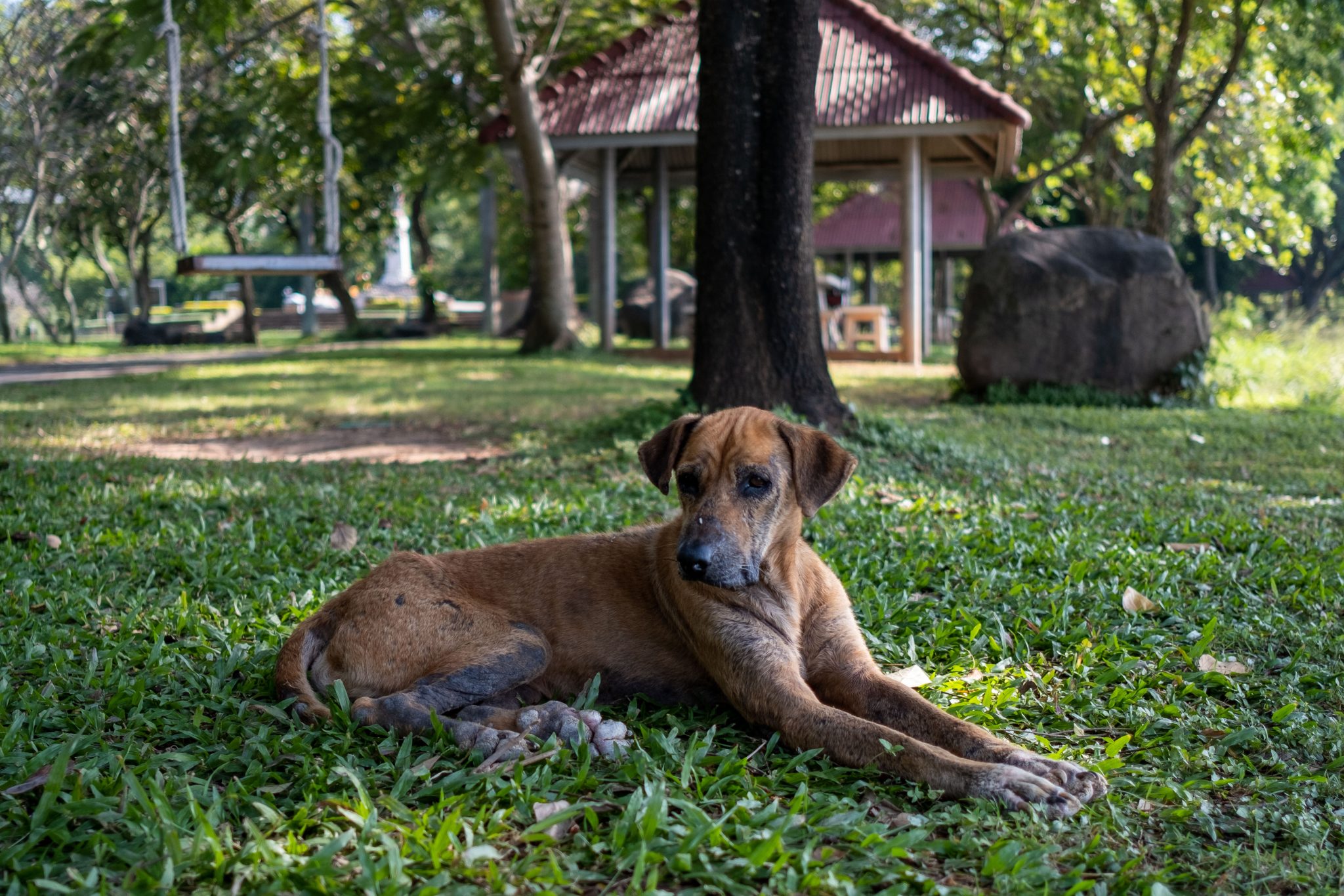 Dog in the Park, Nakhon Ratchasima Province, Thailand