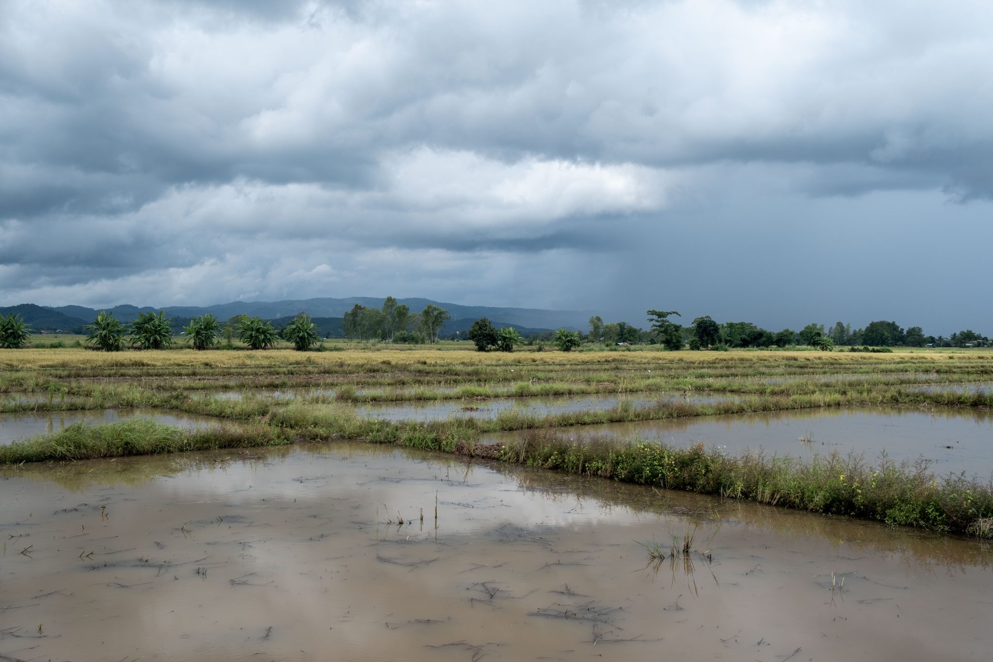 Rice Field, Rainy Season, Chiang Rai, Thailand
