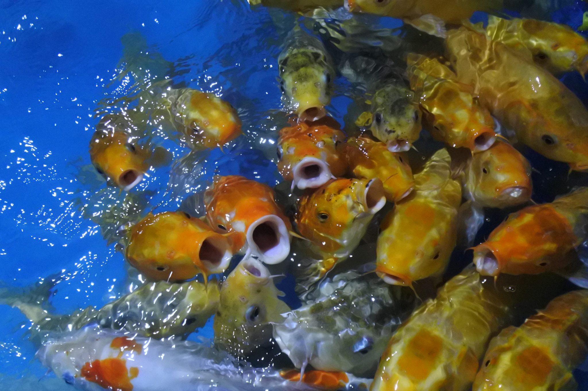 Colourful Fish Feeding