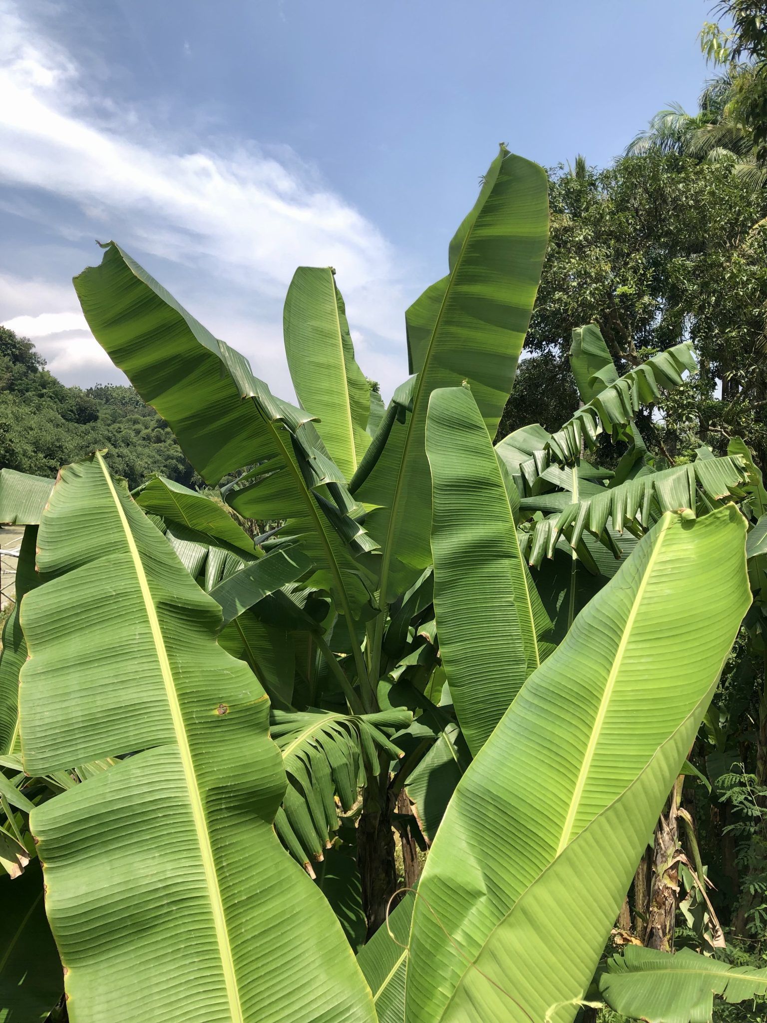 Banana leaves