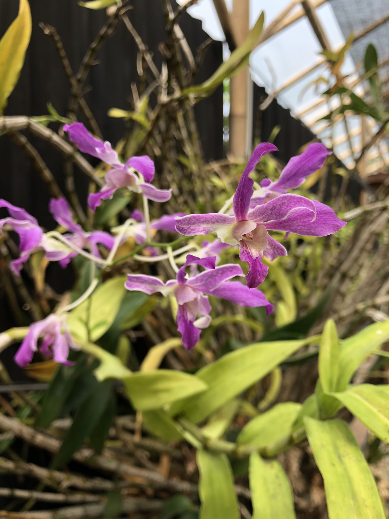 Blooming keiki dendrobium orchid.