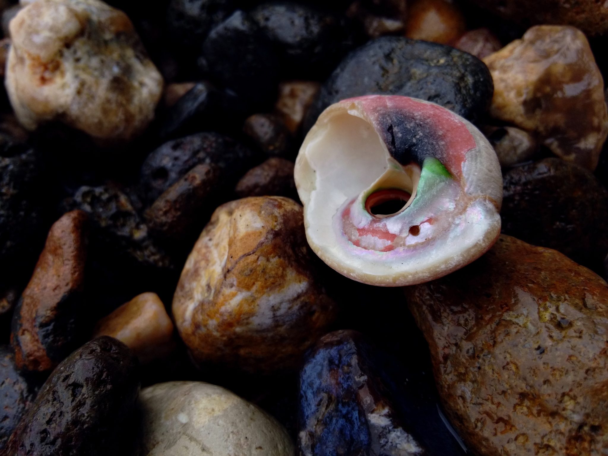 colorful seashell with rocks