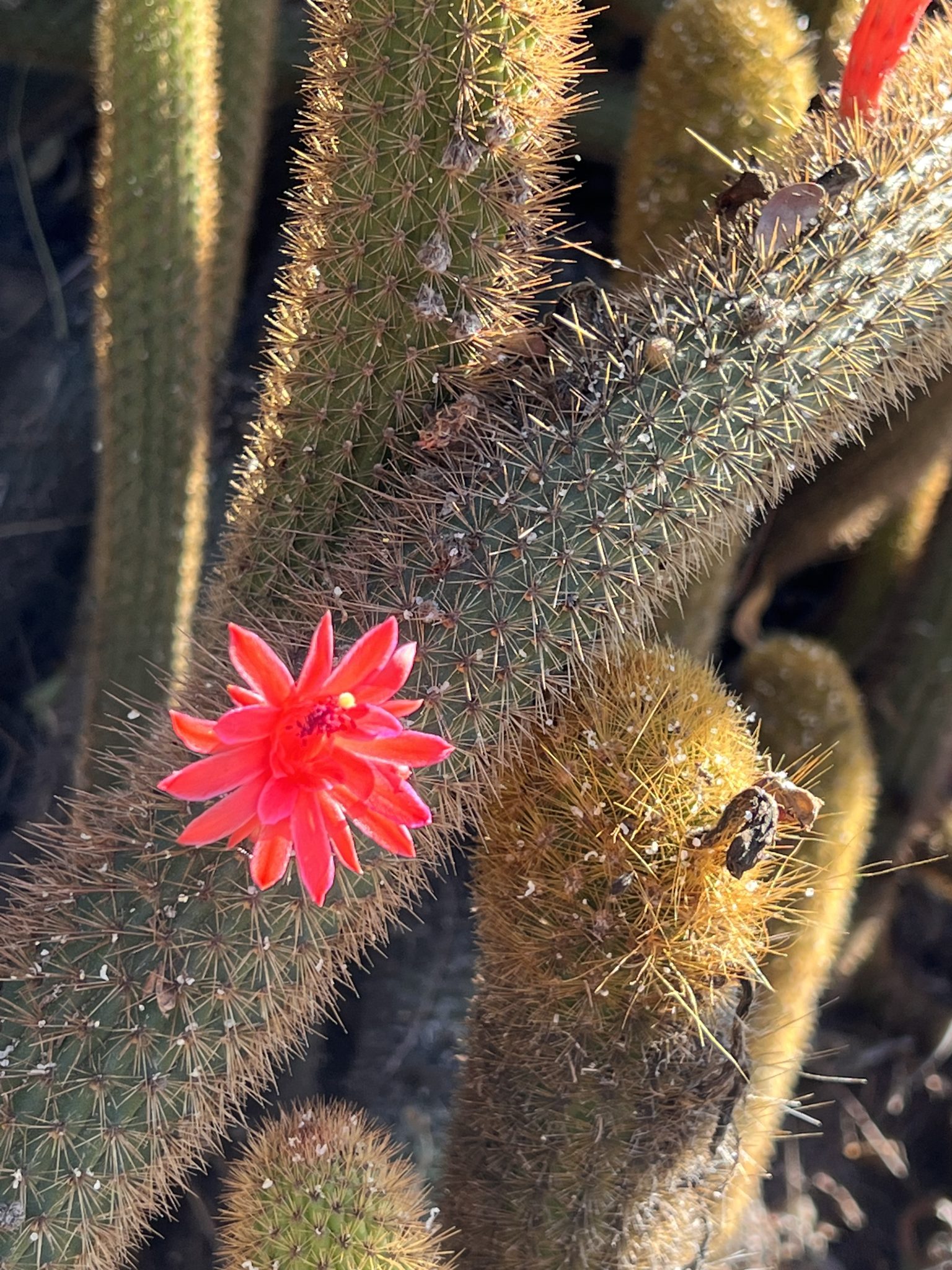 Cactus, Huntington garden, LA