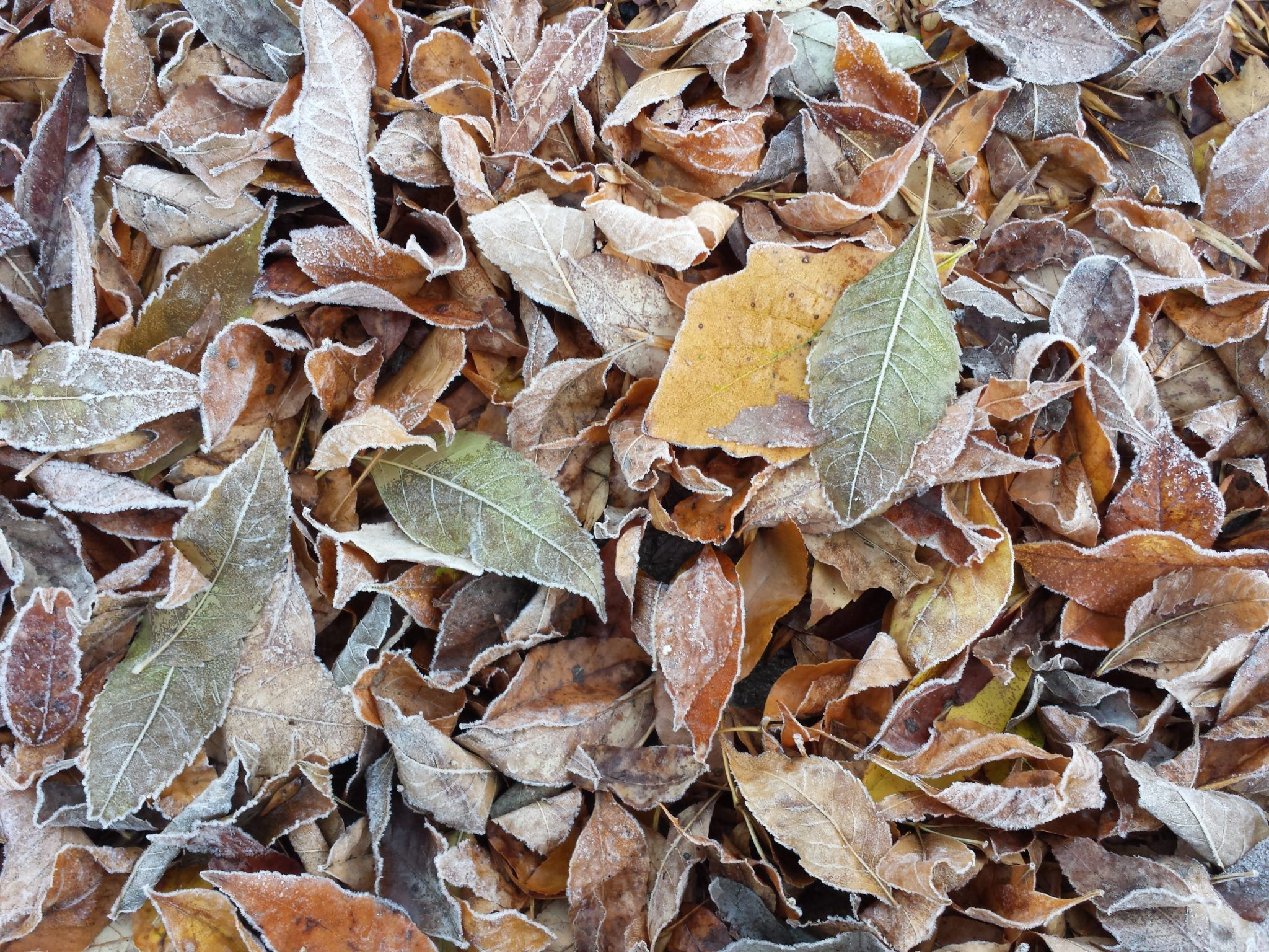 Frost on autumn leaves.