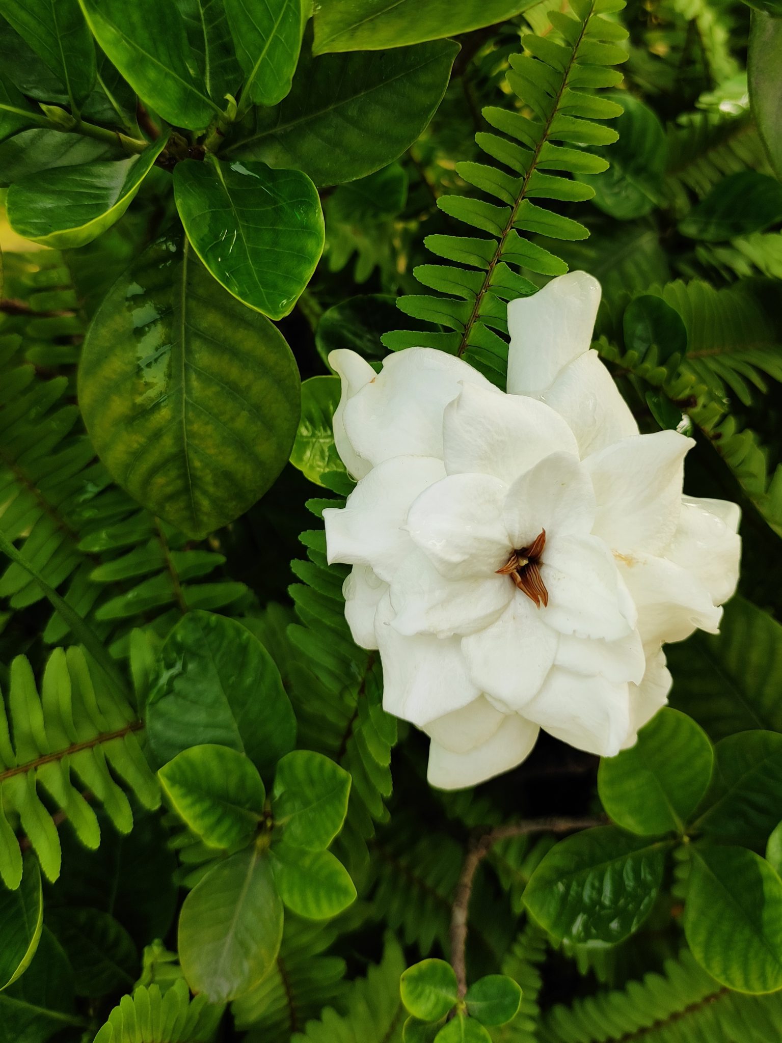 Flower - Gardenia