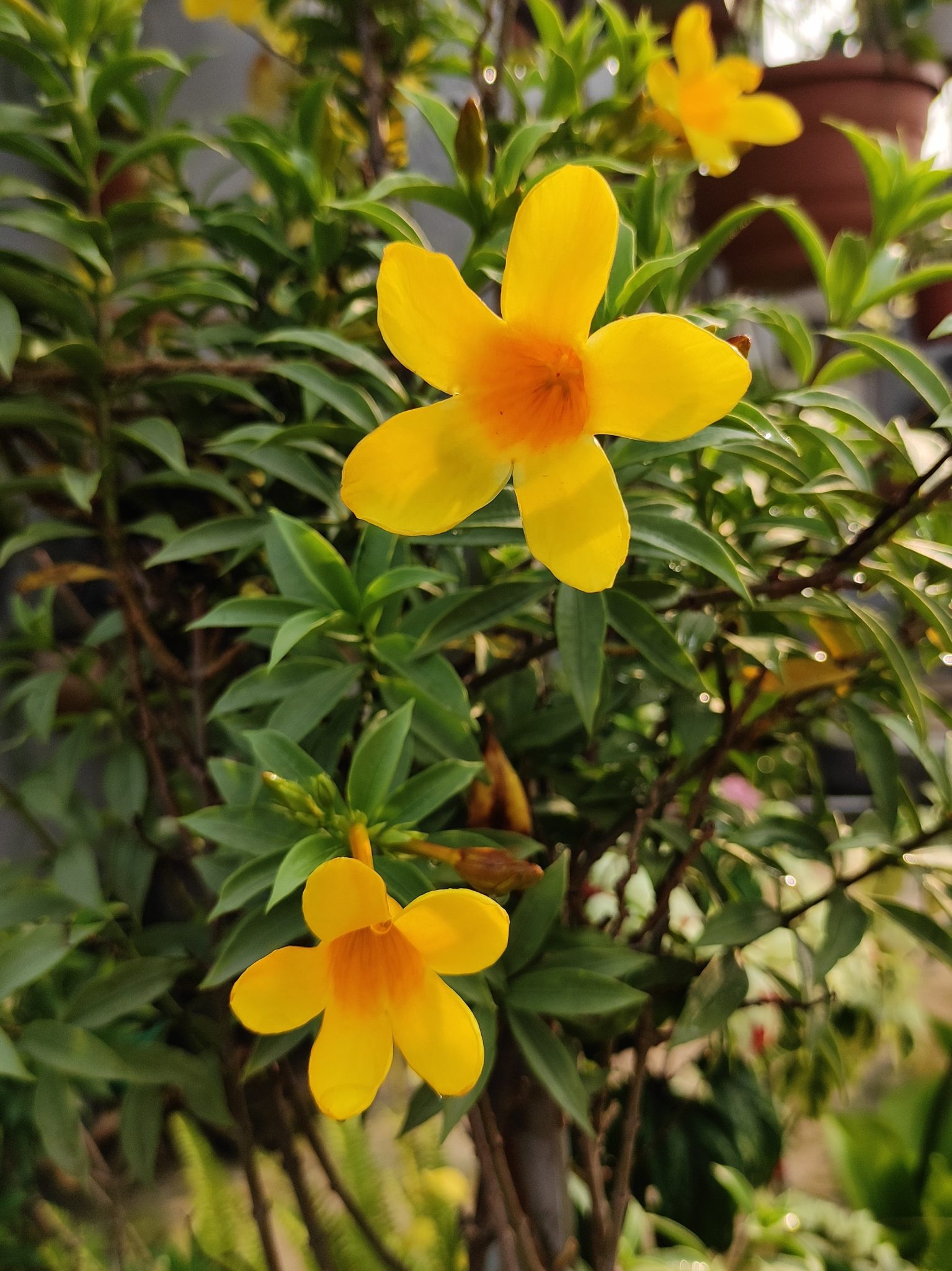 Flower - Allamanda polyantha