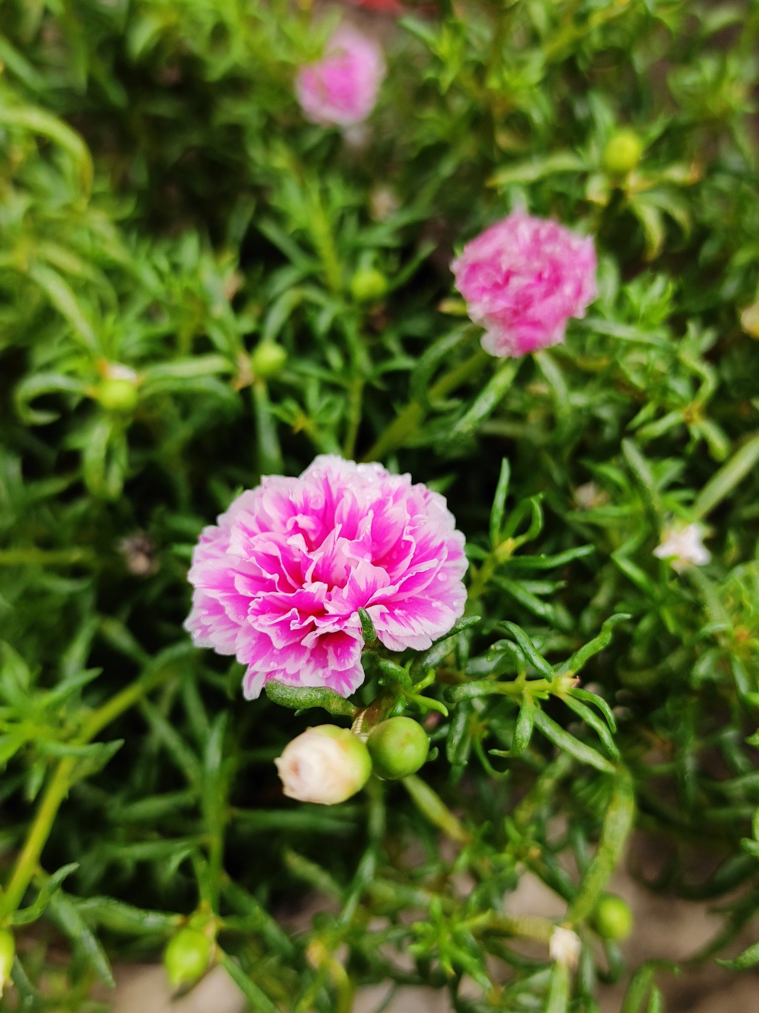 Flower - Moss-Rose Purslane