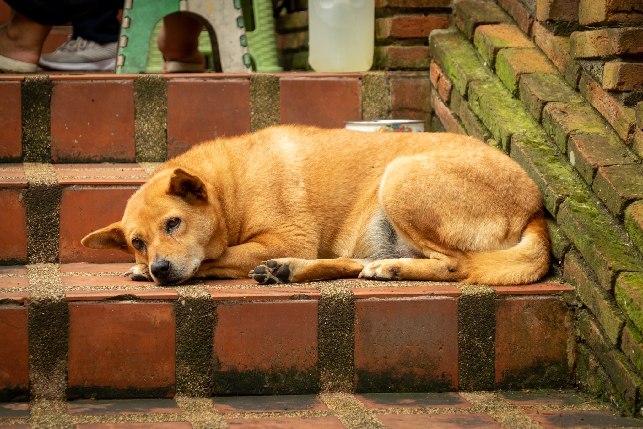 Dog resting on the stairs to Wat Phathat Doi Suthep temple, Chiang Mai, Thailand