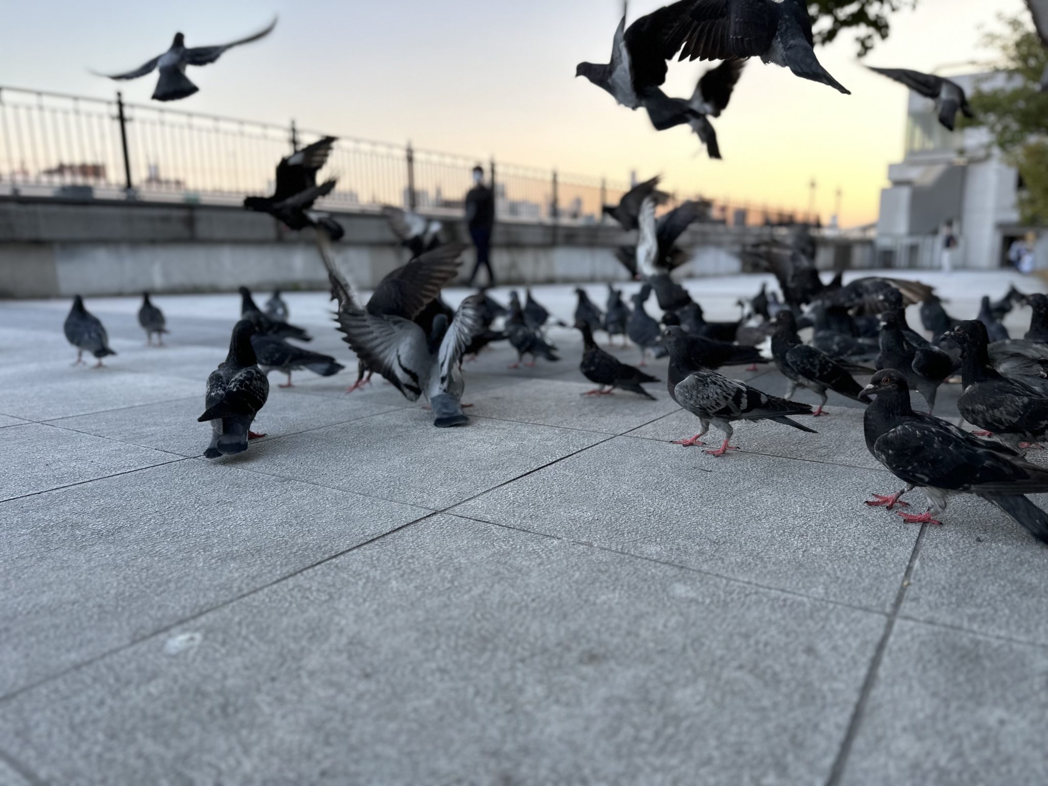 Pigeons at sunset
