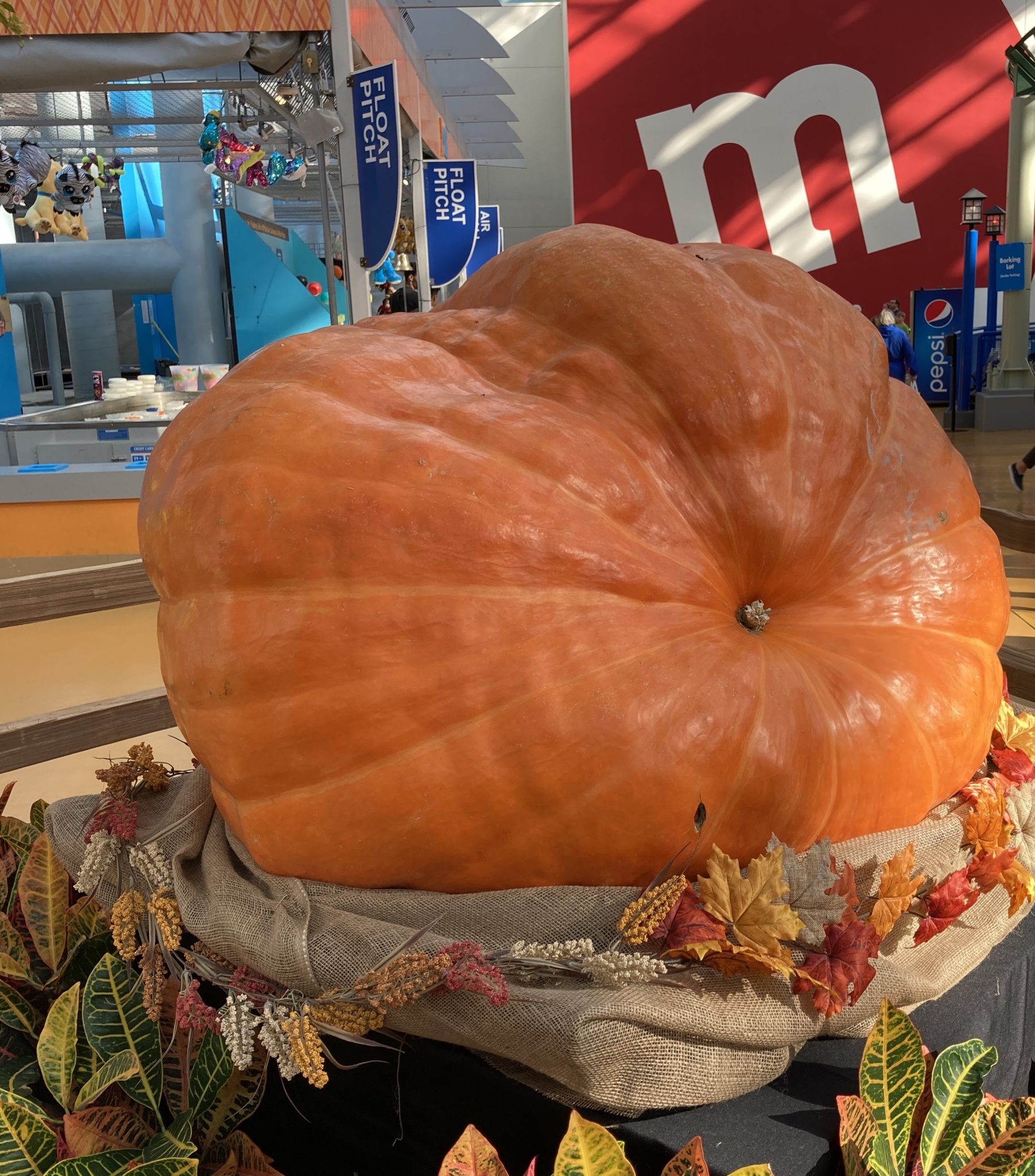A large pumkin on display at the Mall of America, Twin Cities (MN)
