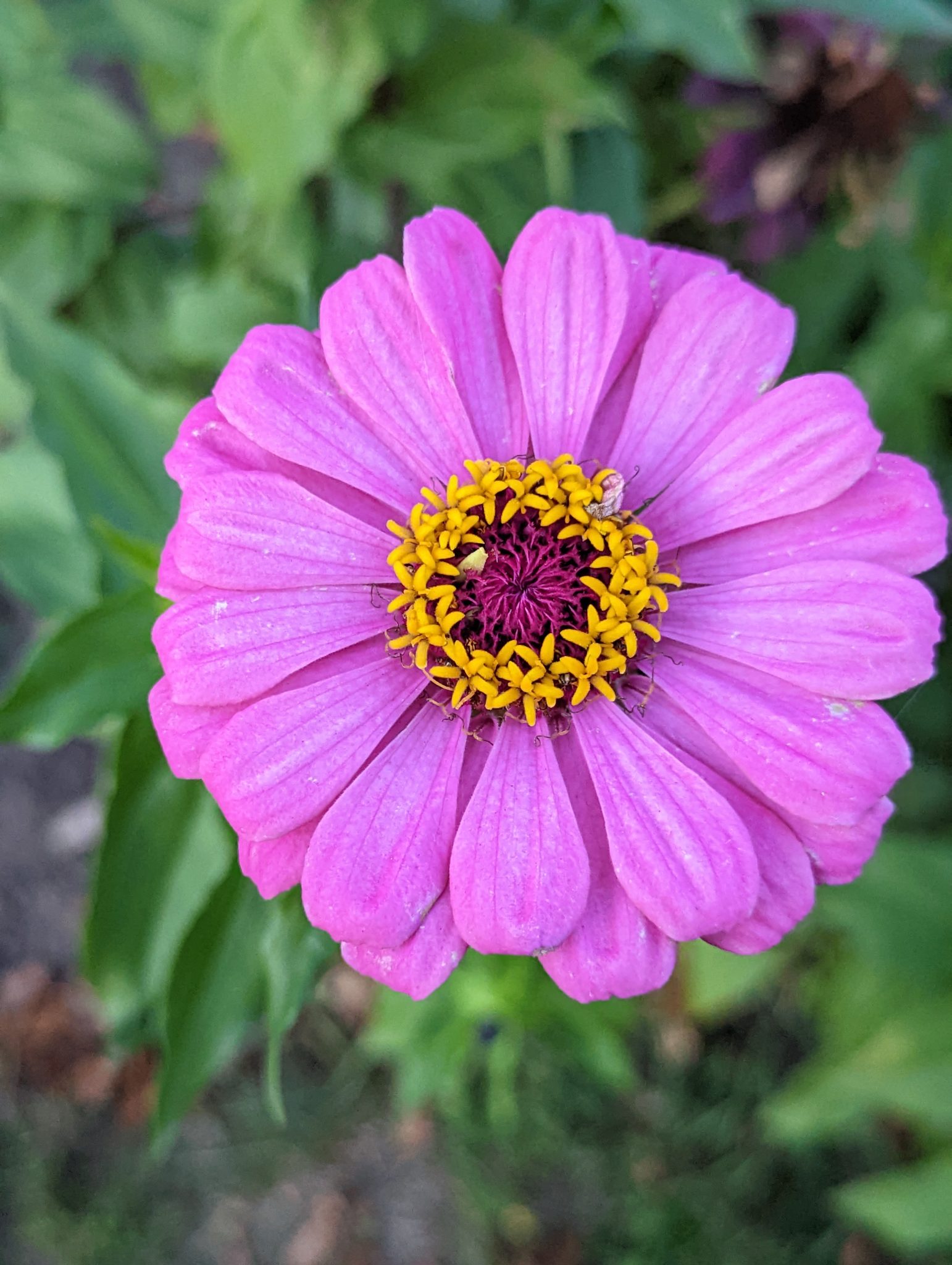 A circular pink flower, with yellow in the center
