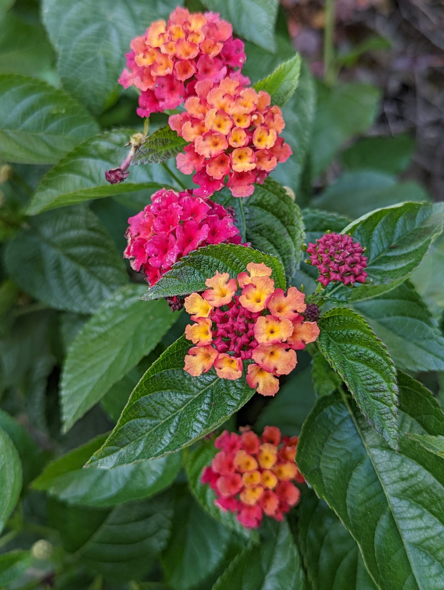 Multi-colored, fractal-looking flowers