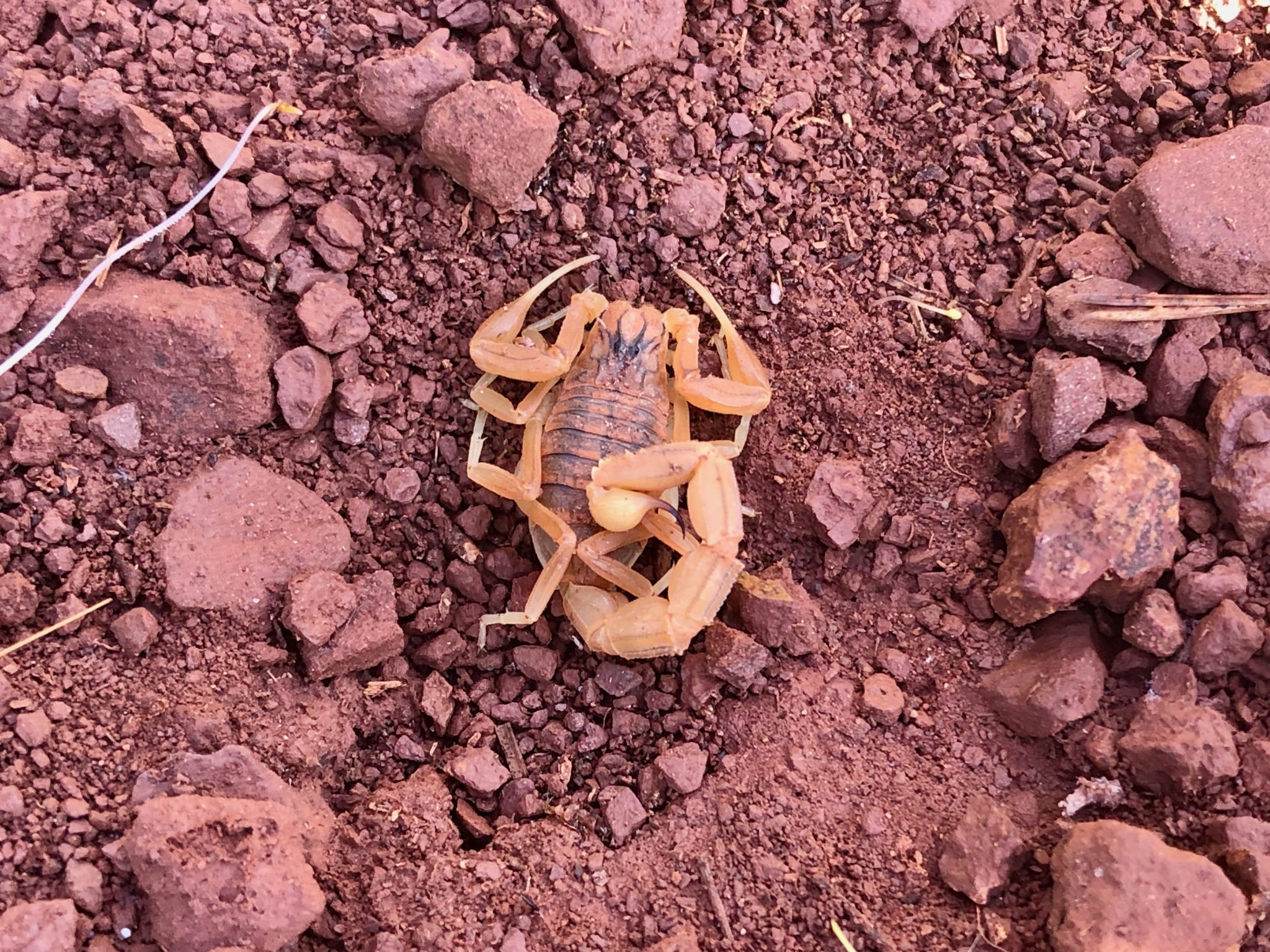 Small scorpion found in the Sierra Calderona de Gilet, Valencia, Spain.