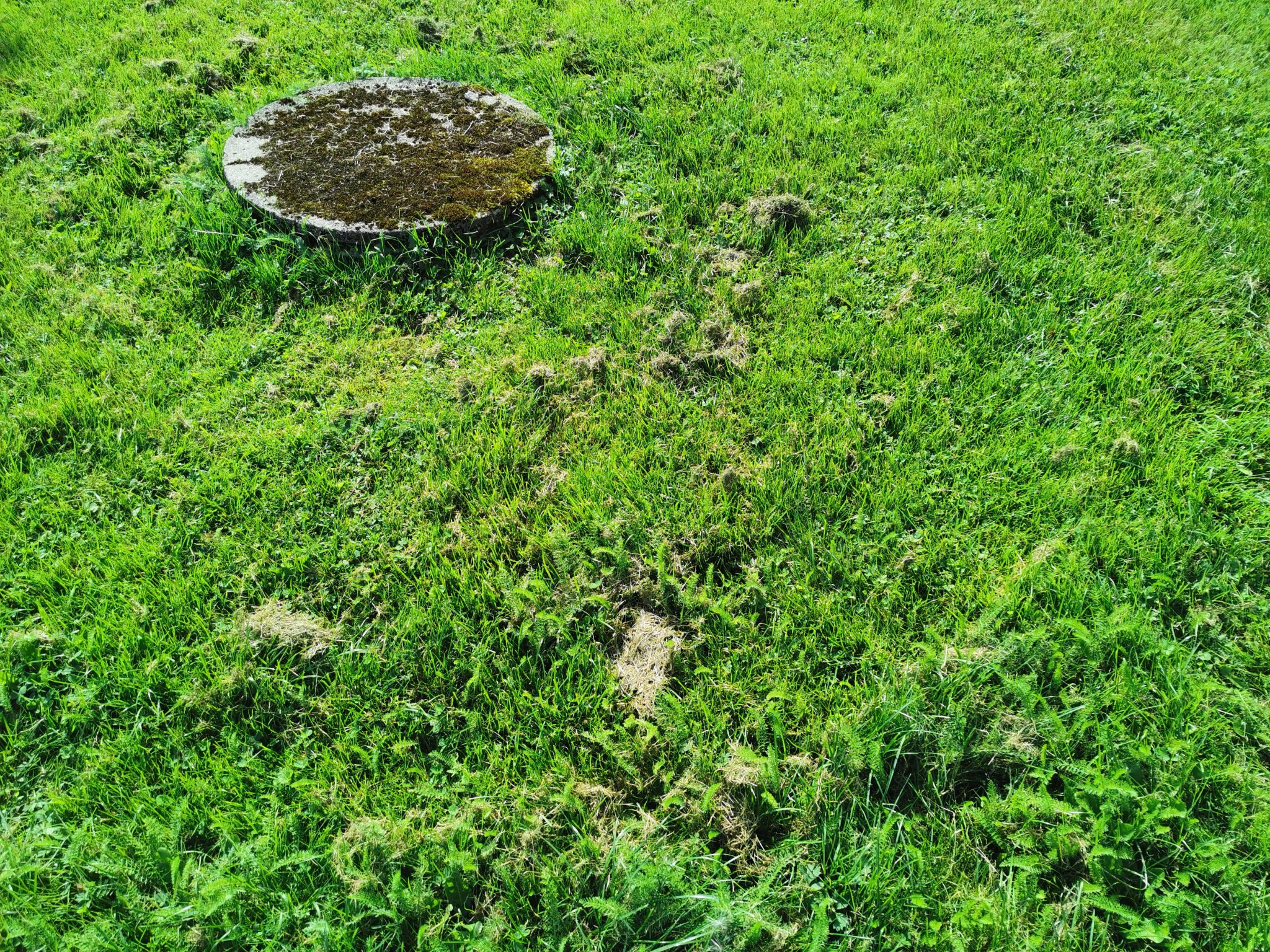 Circle, rock and grass