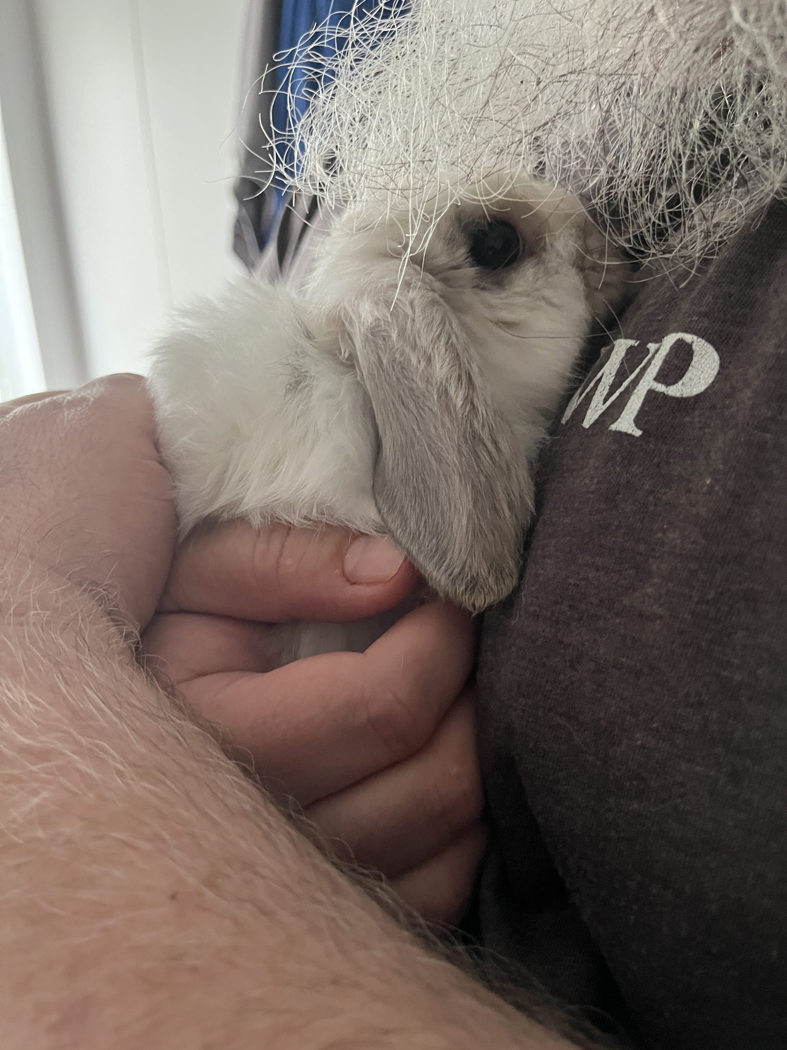 Baby bunny cuddling