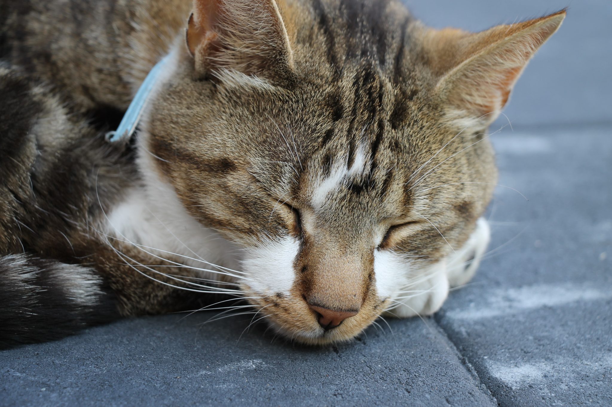 Close-up of a cat, sleeping on concrete tiles