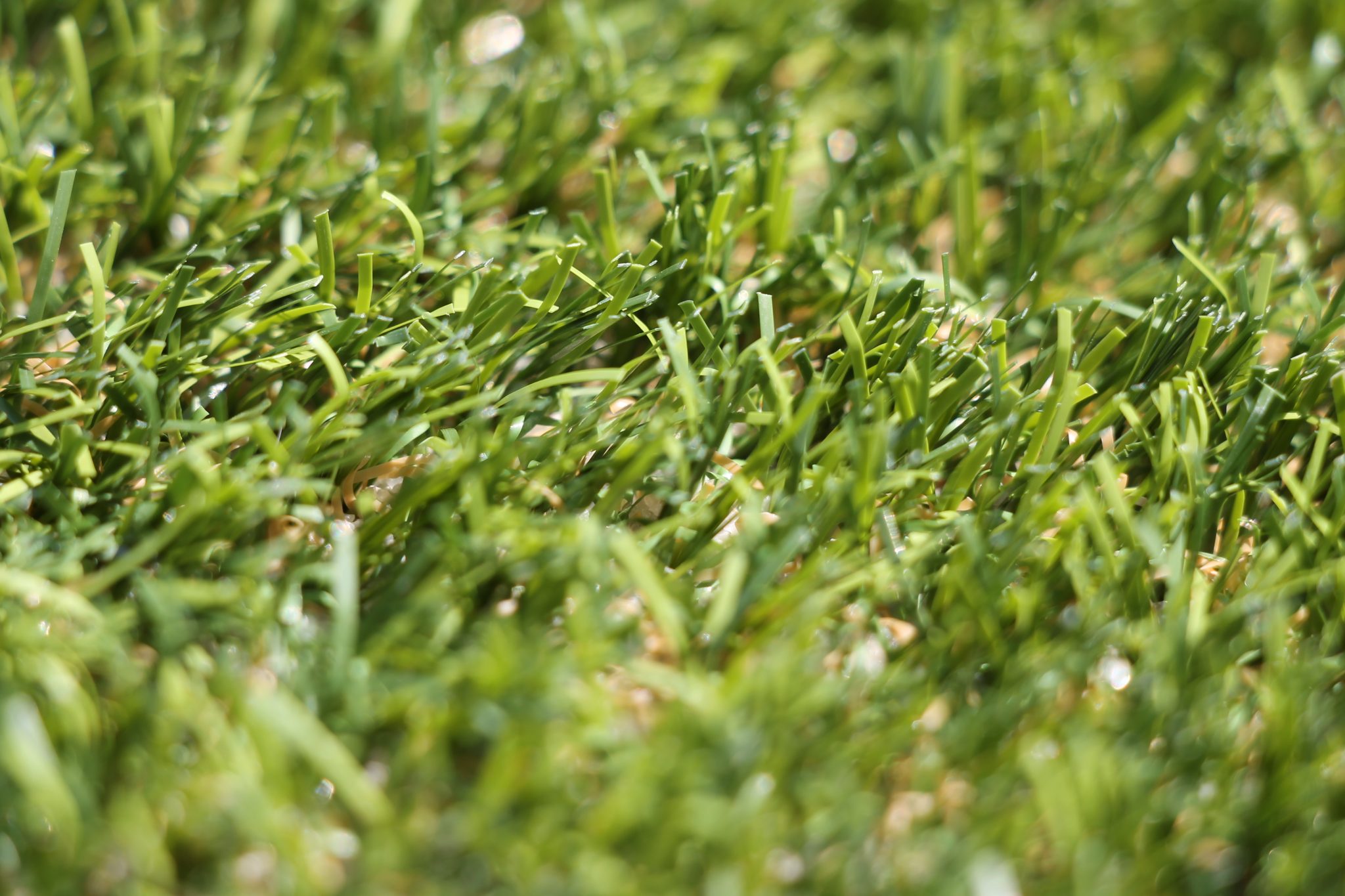 Close-up of astroturf