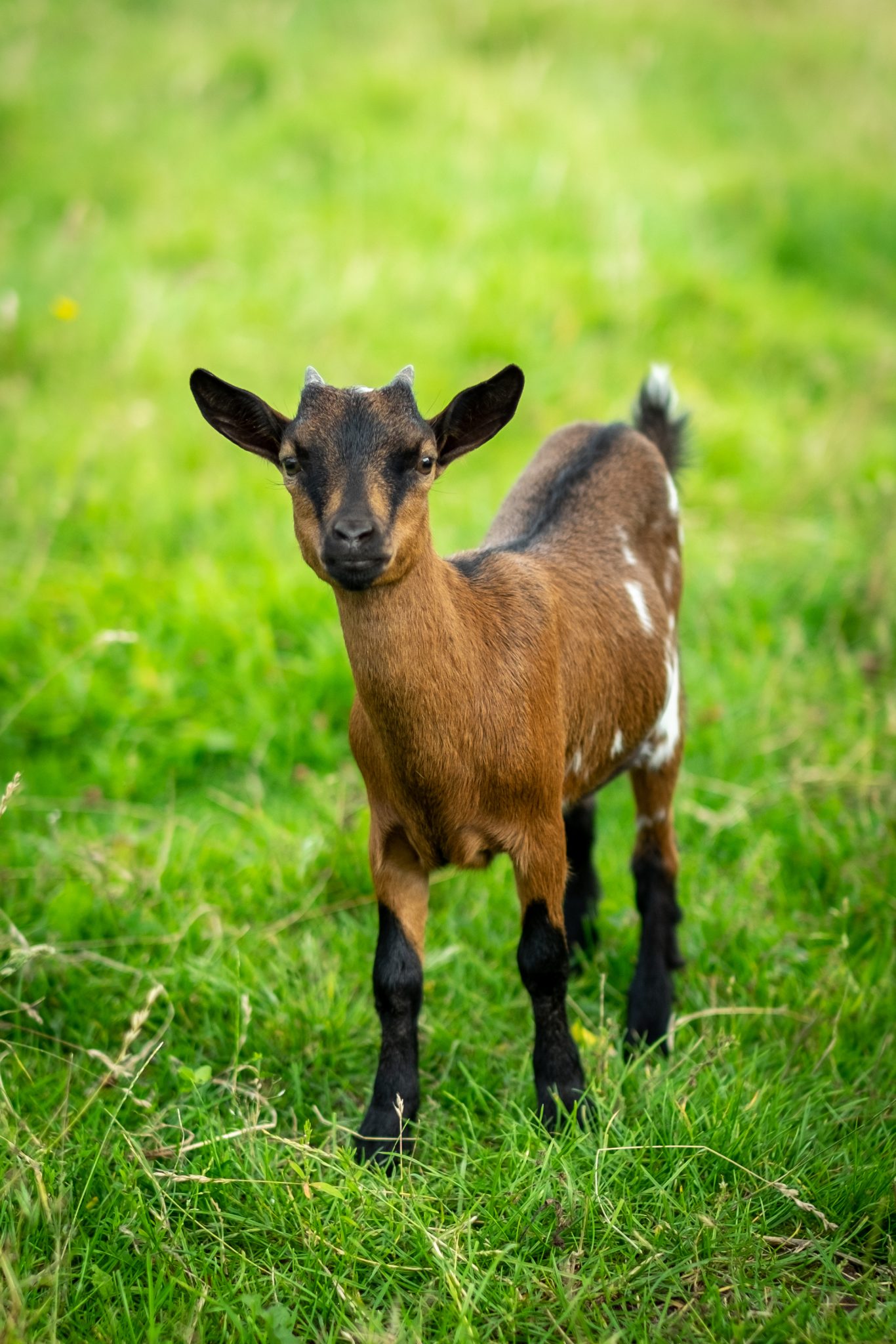 A young goat in a field of grass