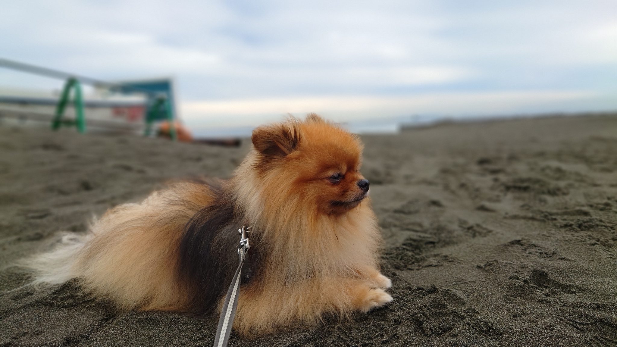 Pomeranian small dog on the beach
