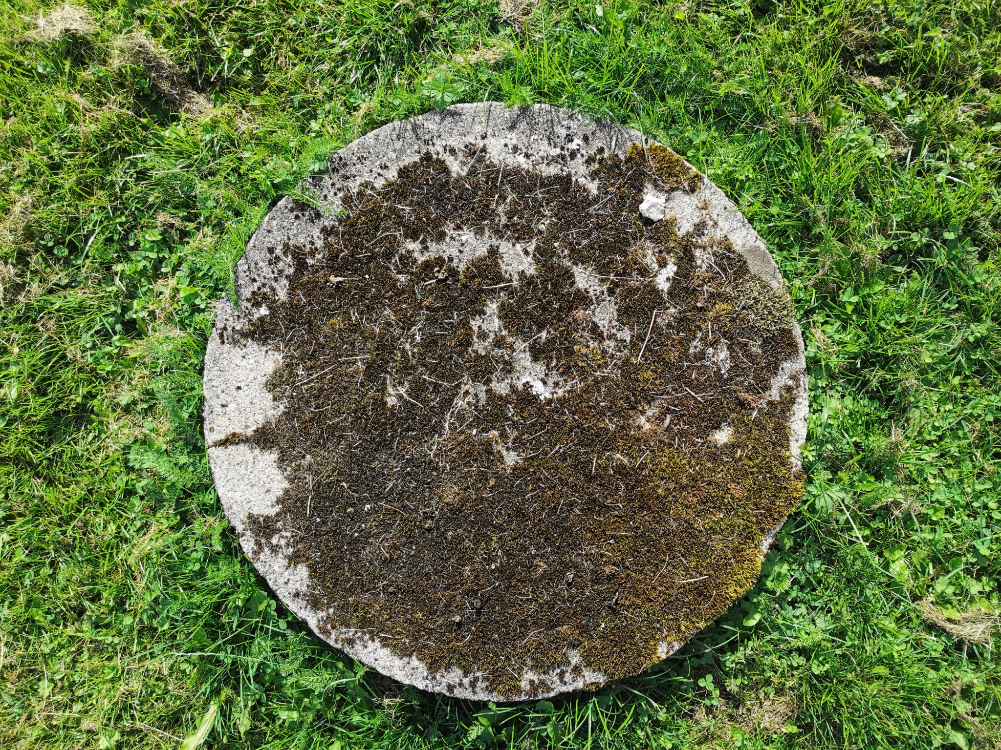 Moss, grass and stone circle