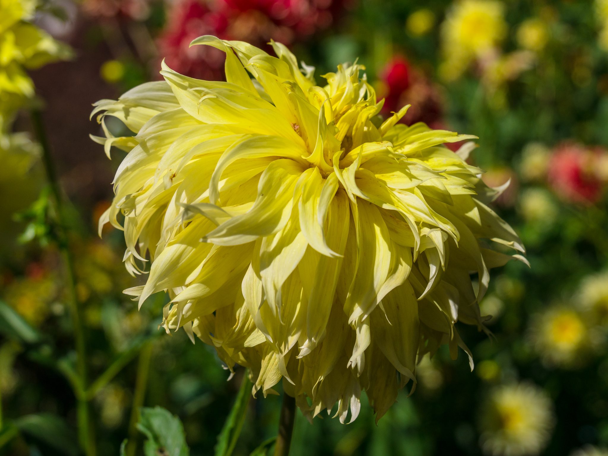 Yellow Dahlia flower