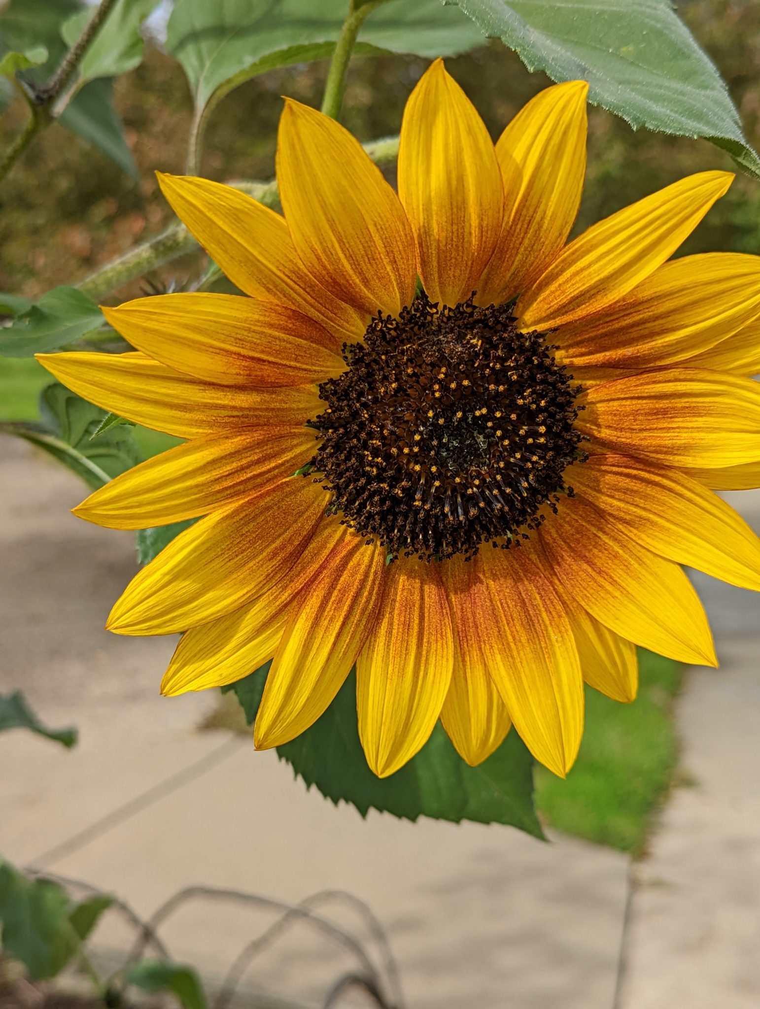 A big sunflower