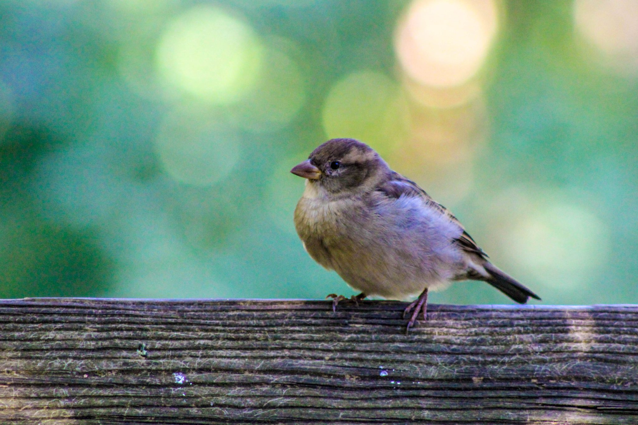 Sparrow, Rochester, New York, USA