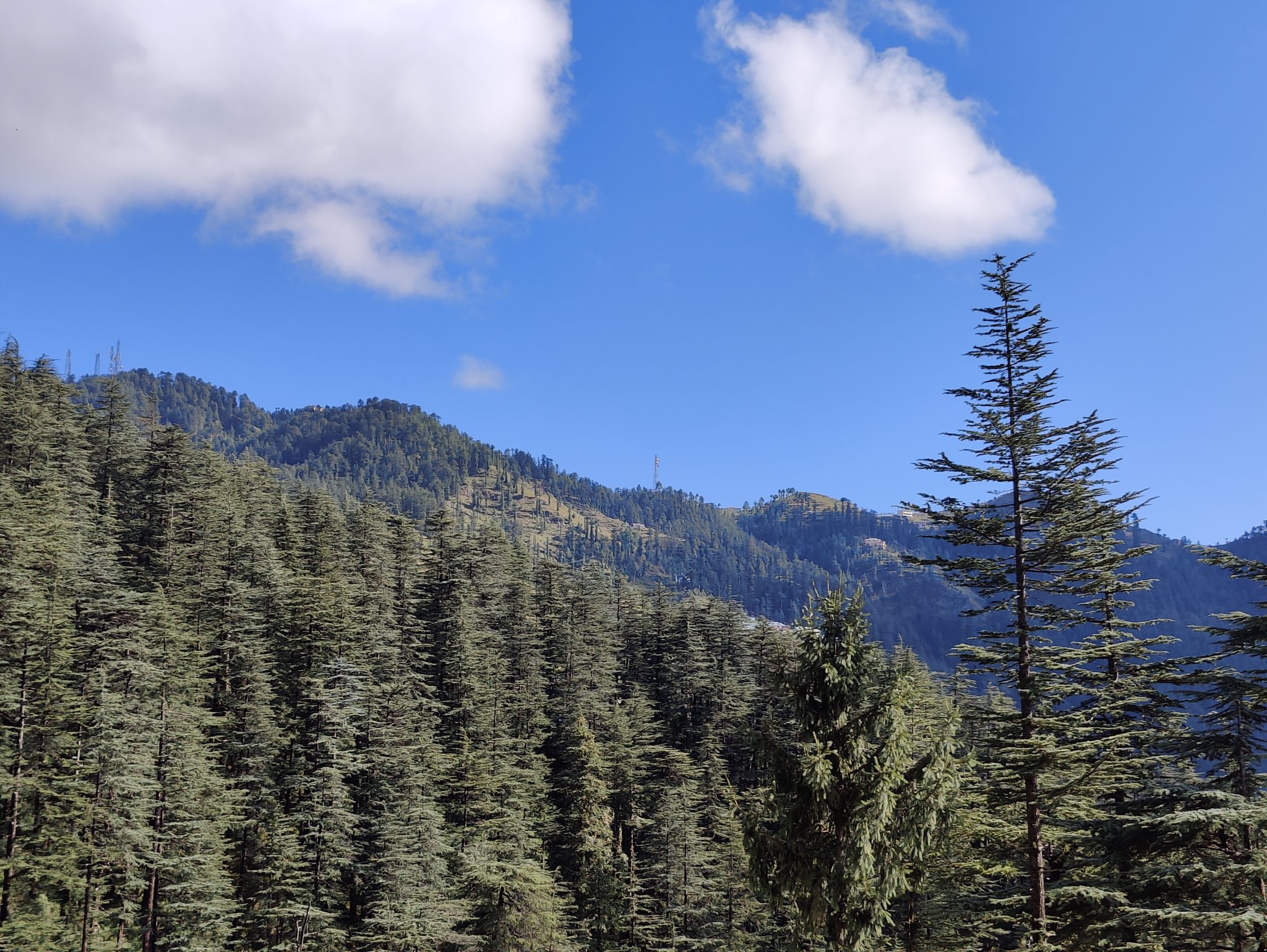 This photo is taken at Kufri location. Tall Pine trees seems like touching the blue sky.