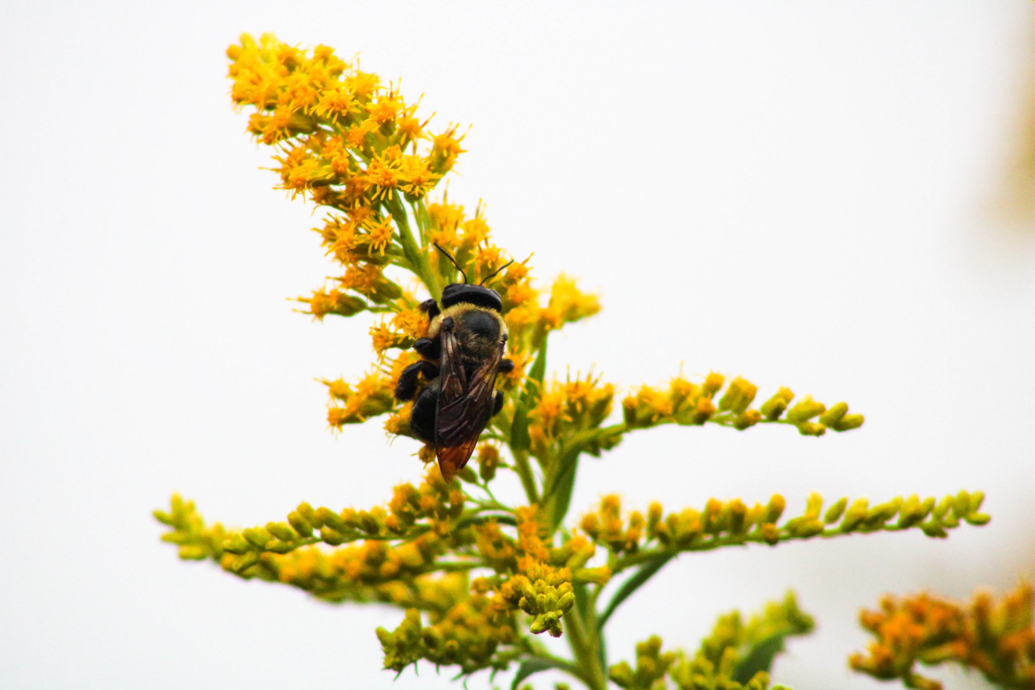 Bumblebee on Goldenrod, Montezuma Wildlife Refuge, Seneca Falls, New York, USA