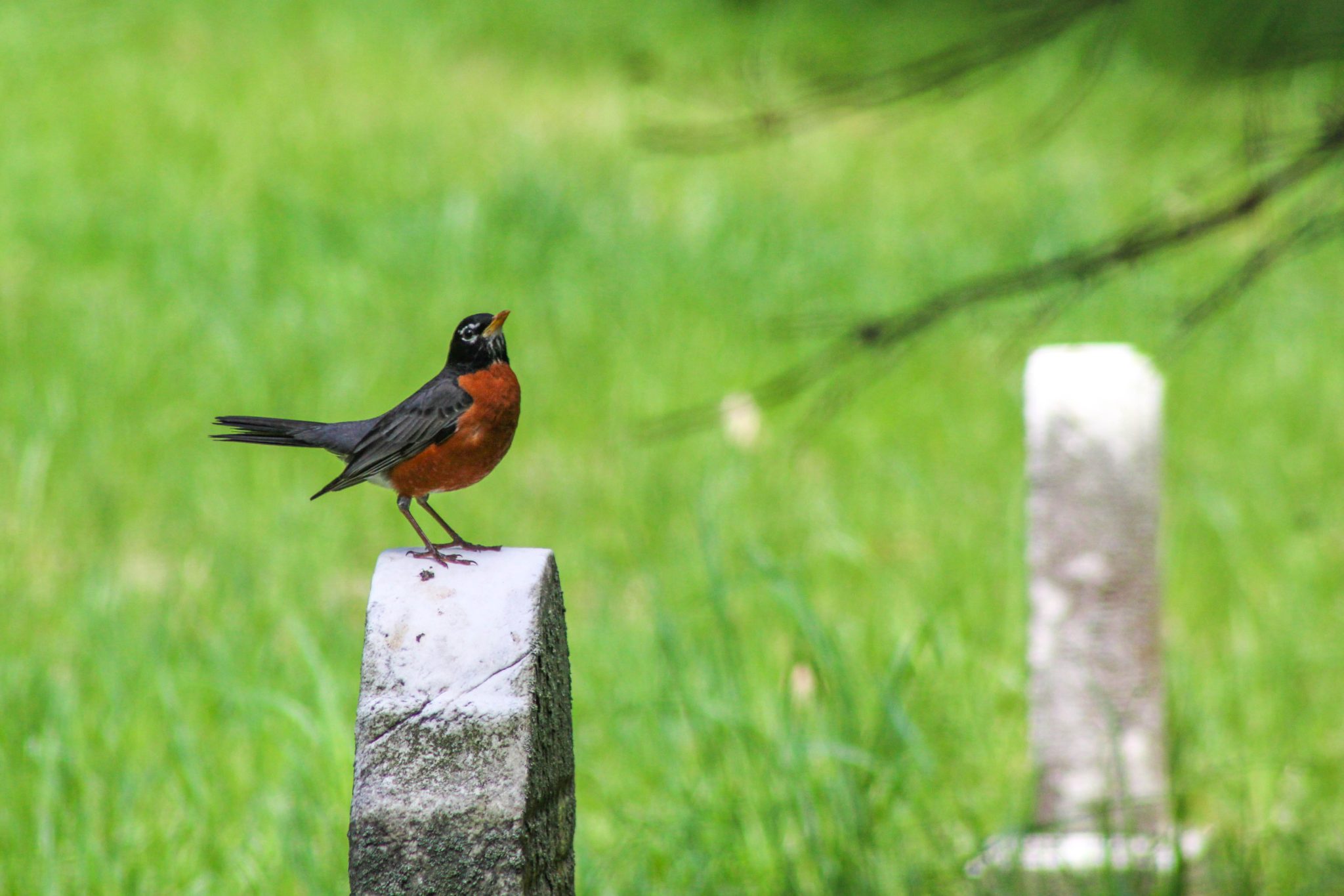 Redbreasted Robin, Mount Hope Cemetery, Rochester, New York, USA