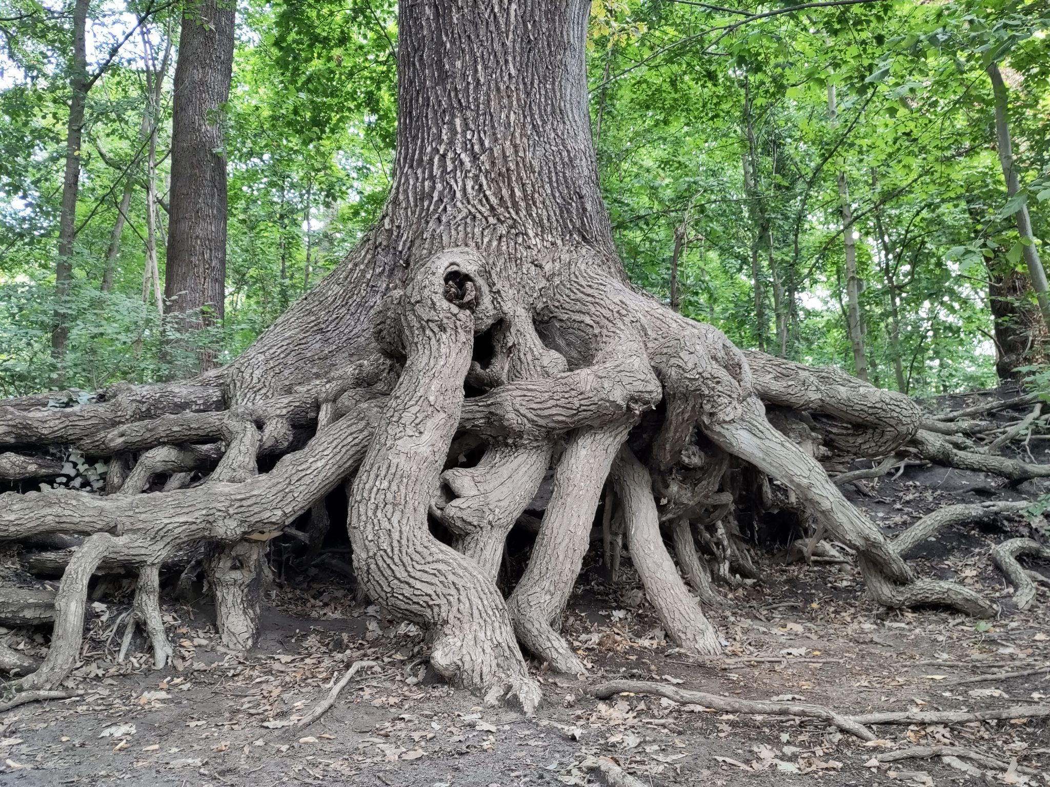 Roots of an old tree