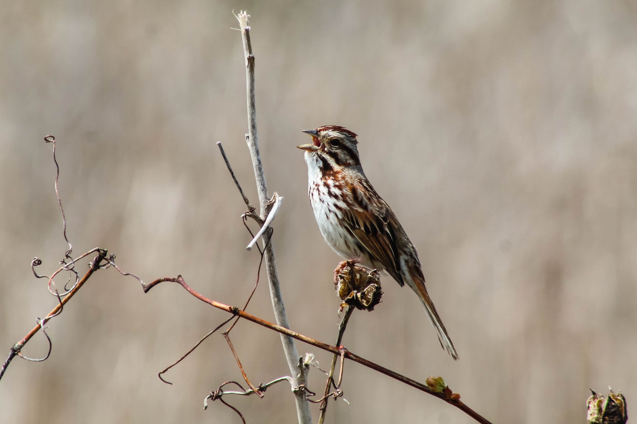 Song Sparrow, Montezuma Wildlife Refuge, Seneca Falls, New York, USA
