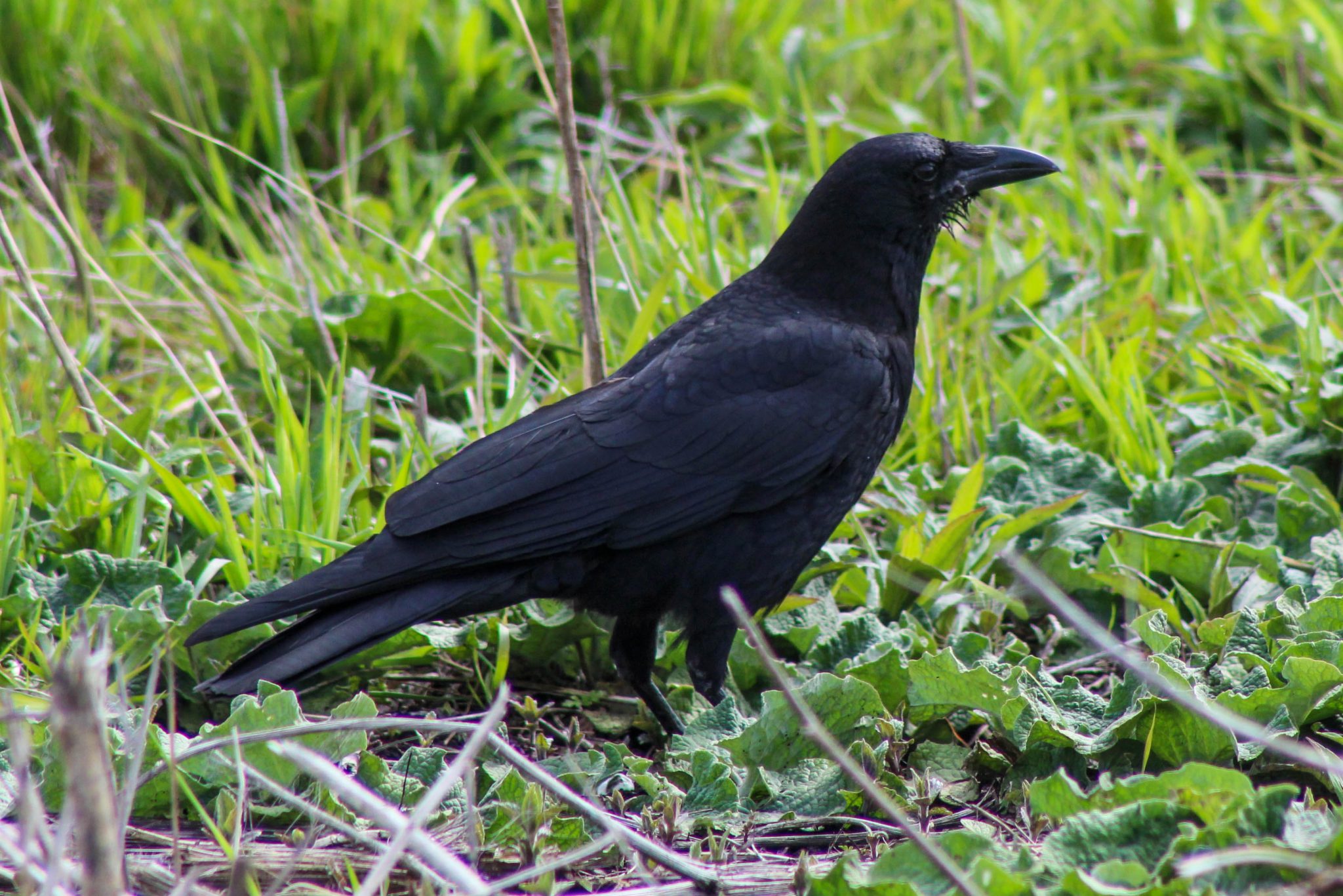 Common Crow, Fair Haven, New York, USA