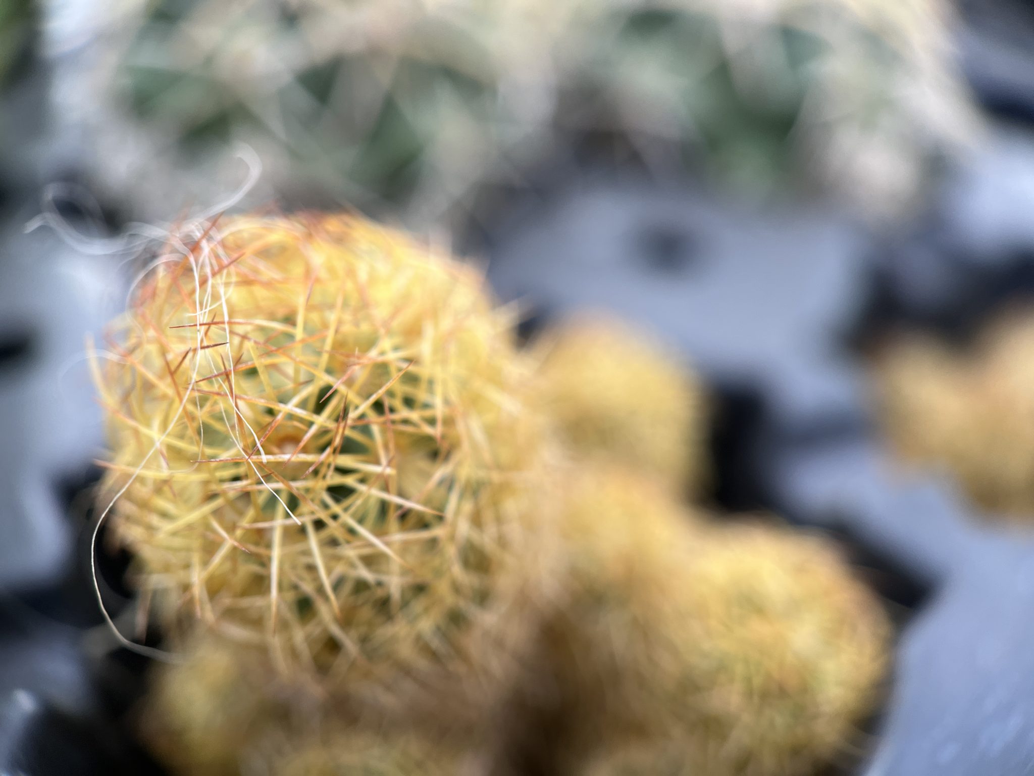 Tiny cactus macro