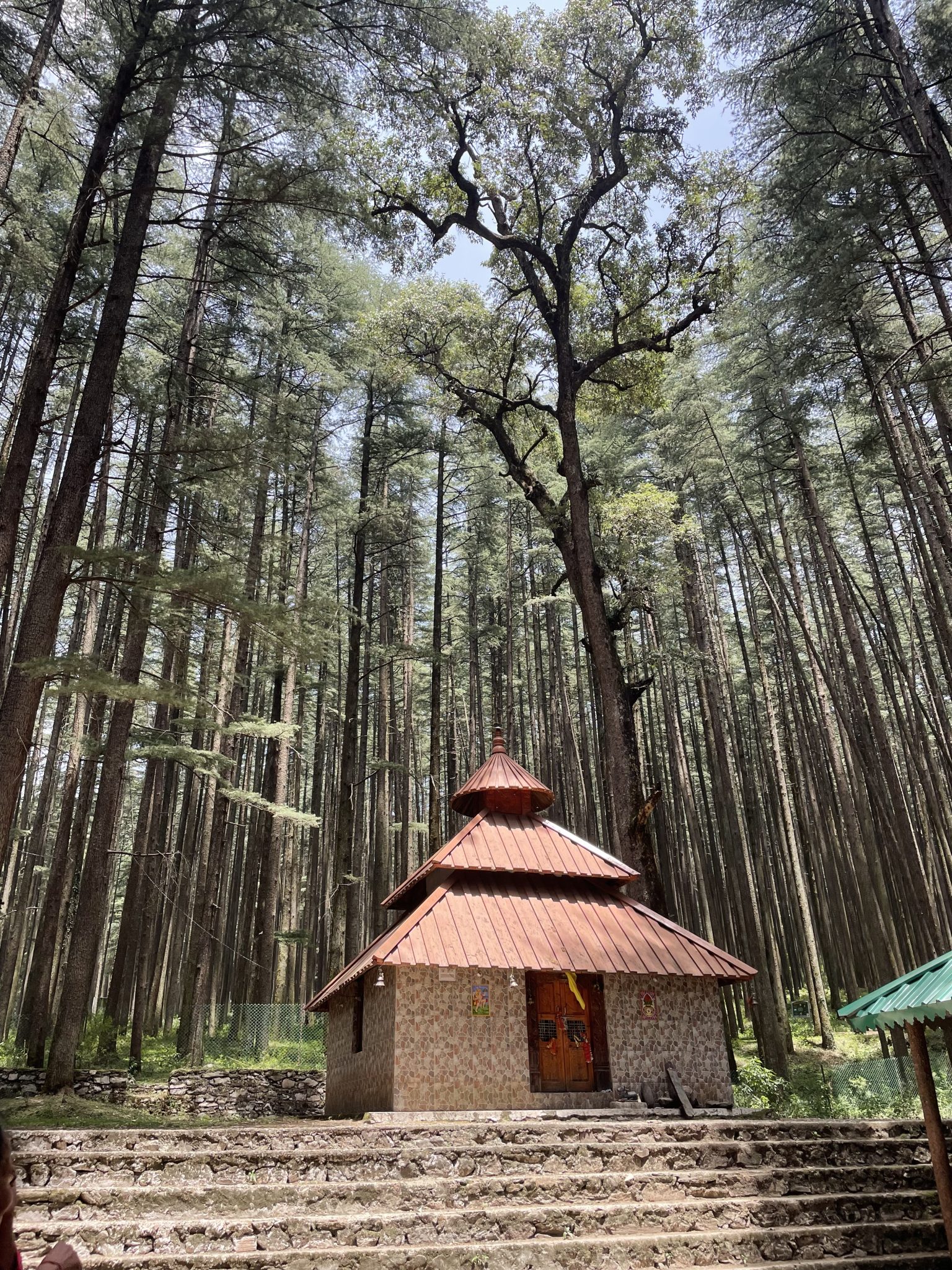 Forest & Temple