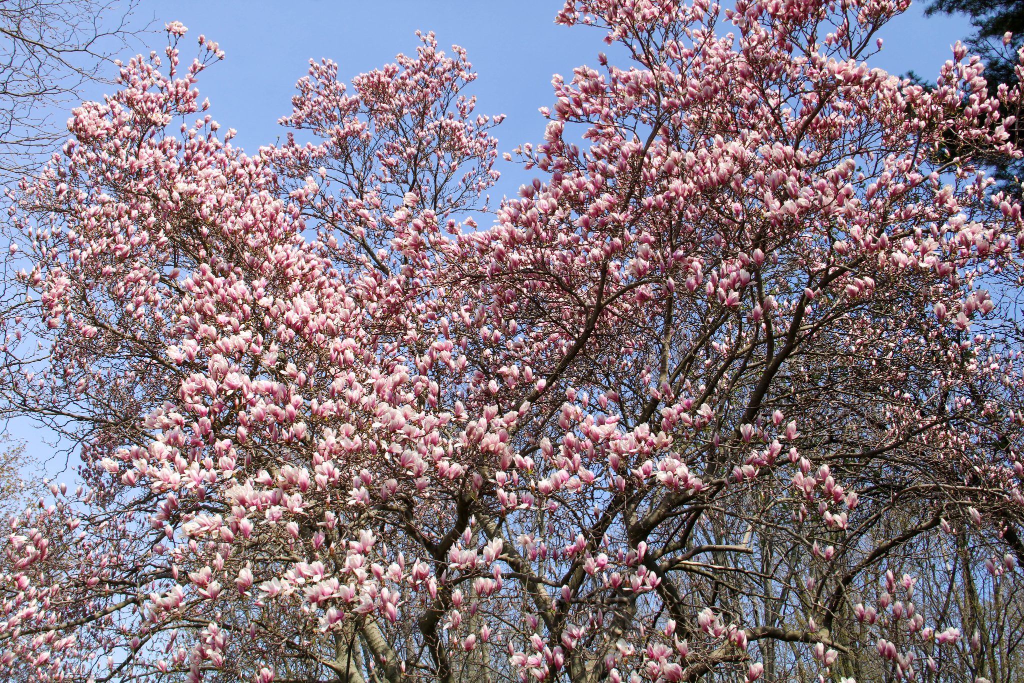 Magnolia Tree, Central New York State USA