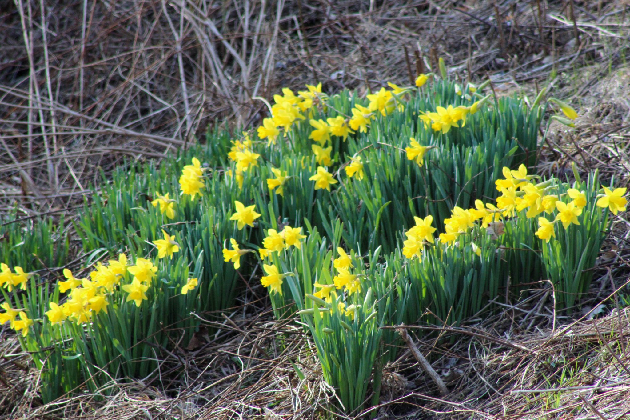 Daffodils on a hillside