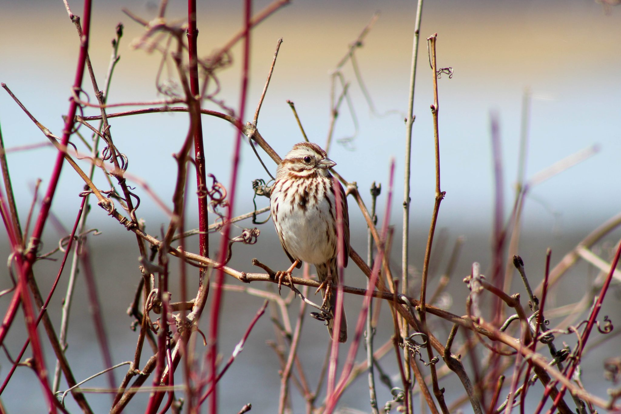 Song sparrow in Montezuma Wildlife Refuge, Seneca Falls, New York, USA