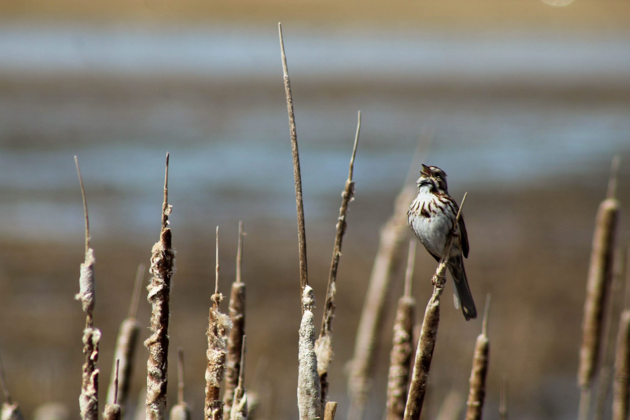 Song sparrow singing in Montezuma Wildlife Refuge, Seneca Falls, New York, USA