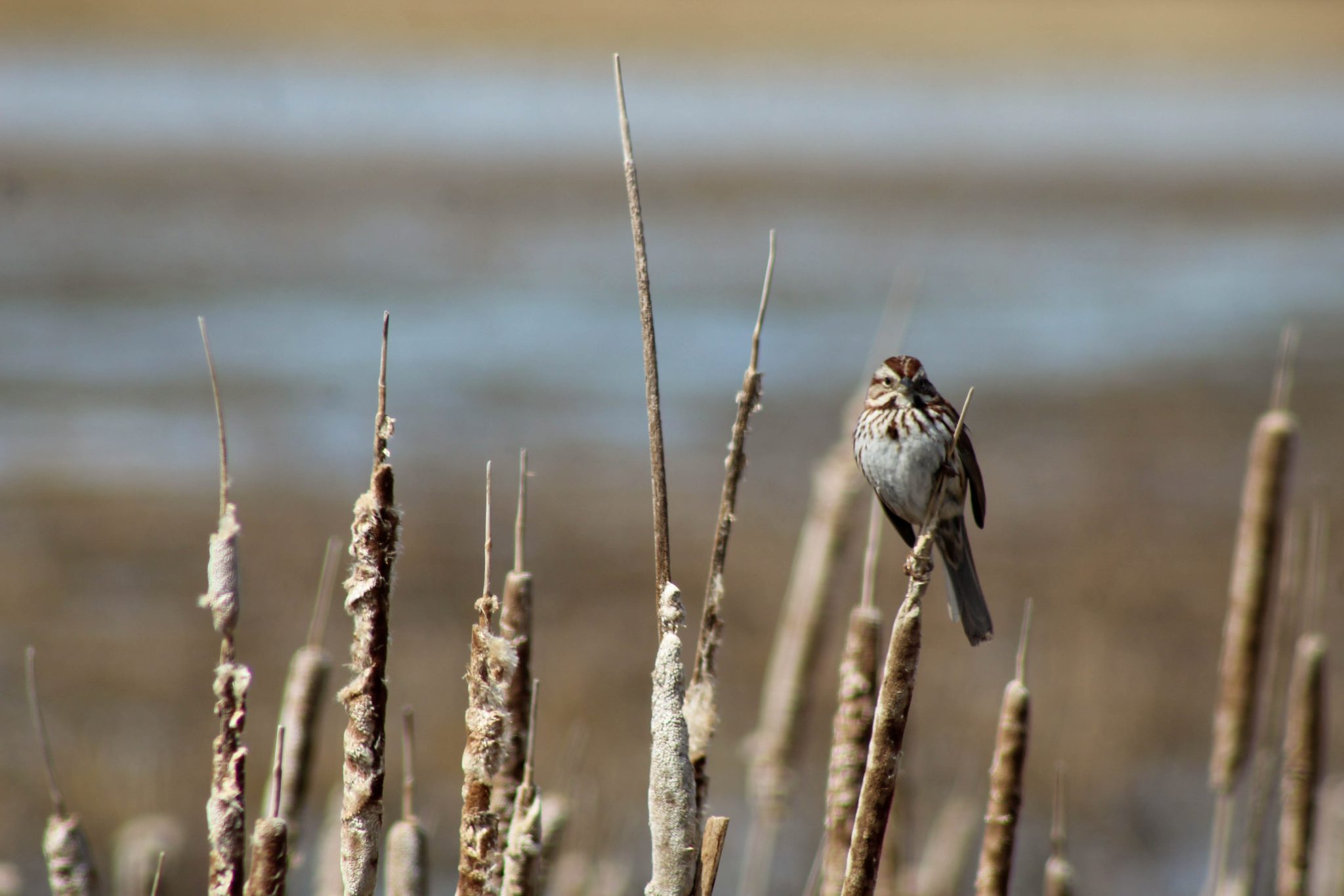 Song sparrow in Montezuma Wildlife Refuge, Seneca Falls, New York, USA