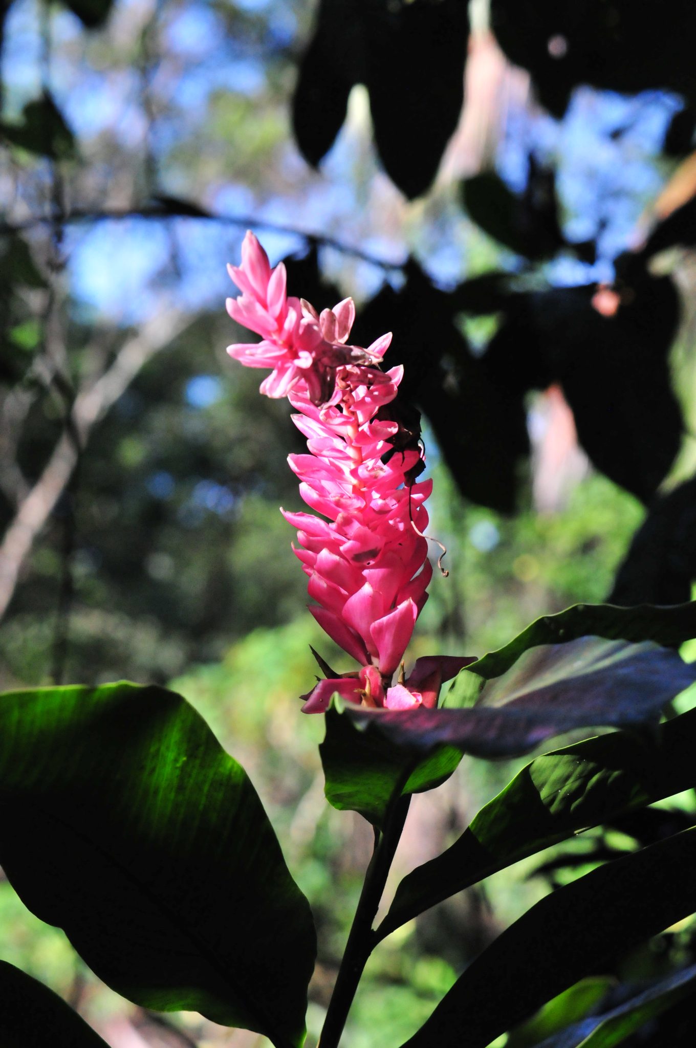 Tropical flower, Guadeloupe