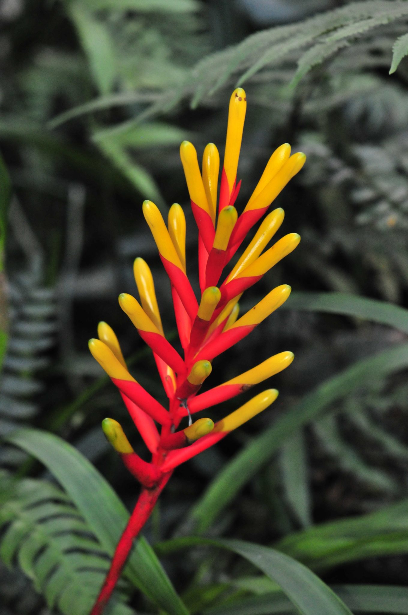 Tropical flower, Guadeloupe