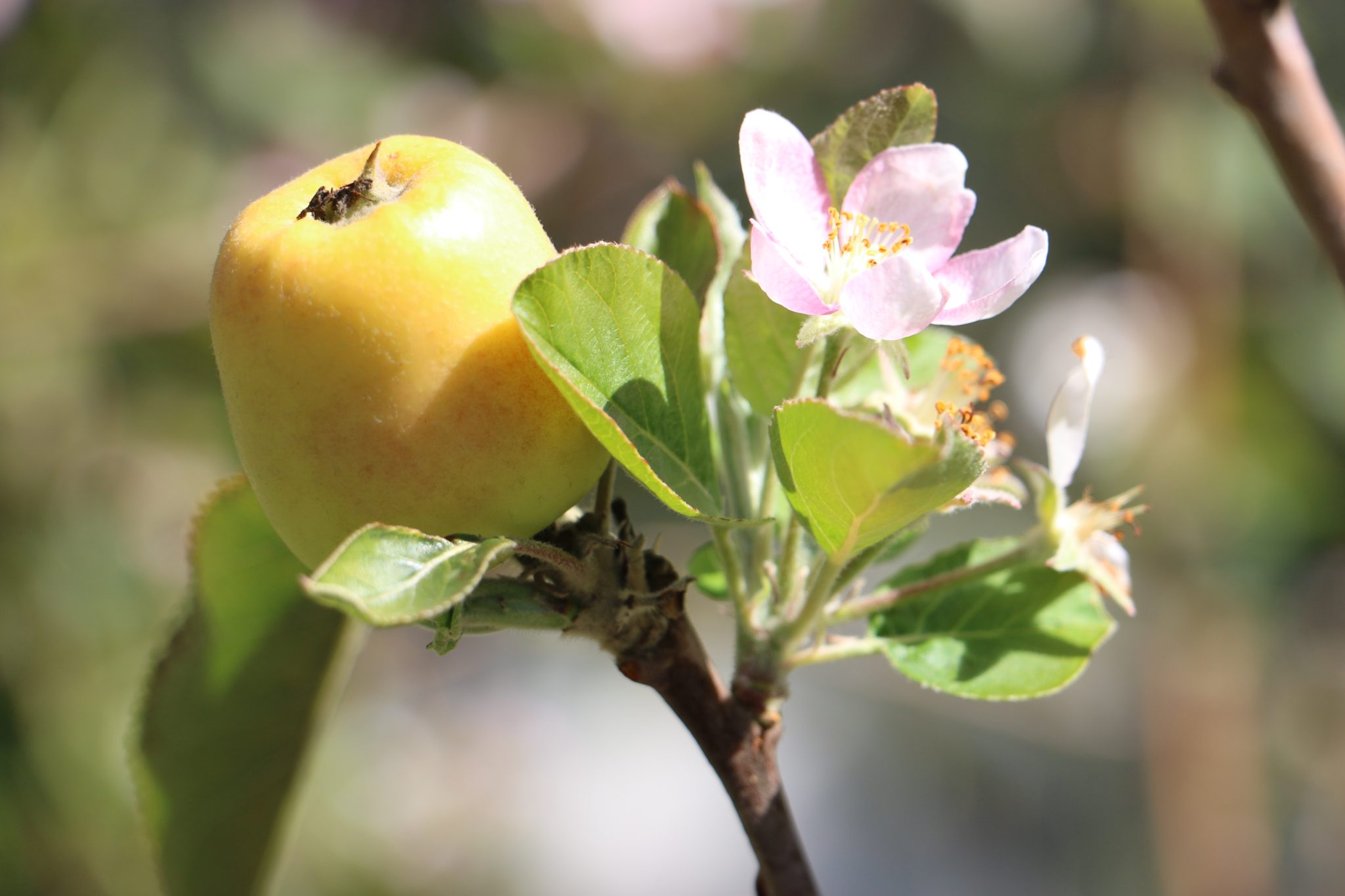 Apple On Tree With Flower Blossom