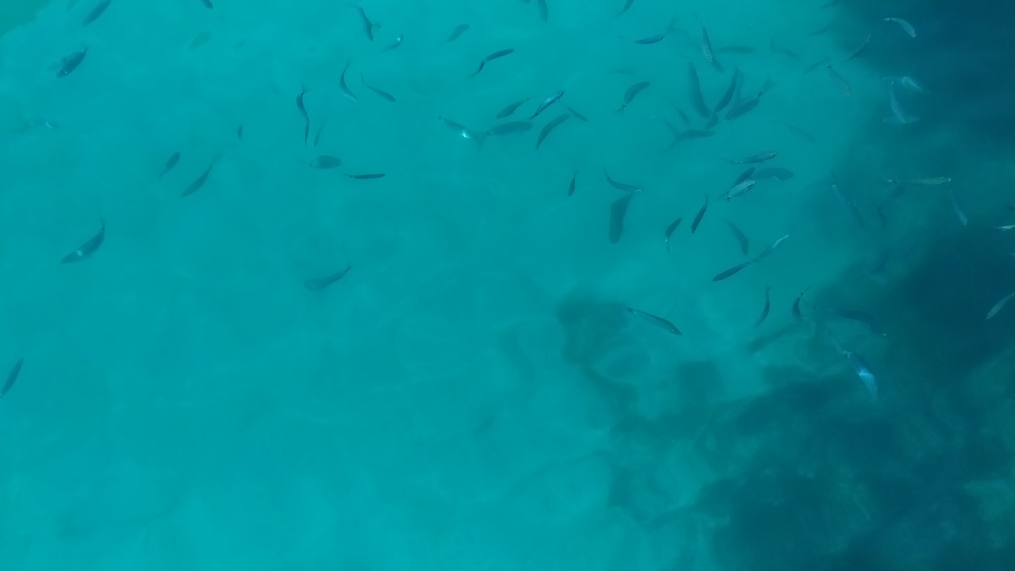 Fishes in a turquoise sea