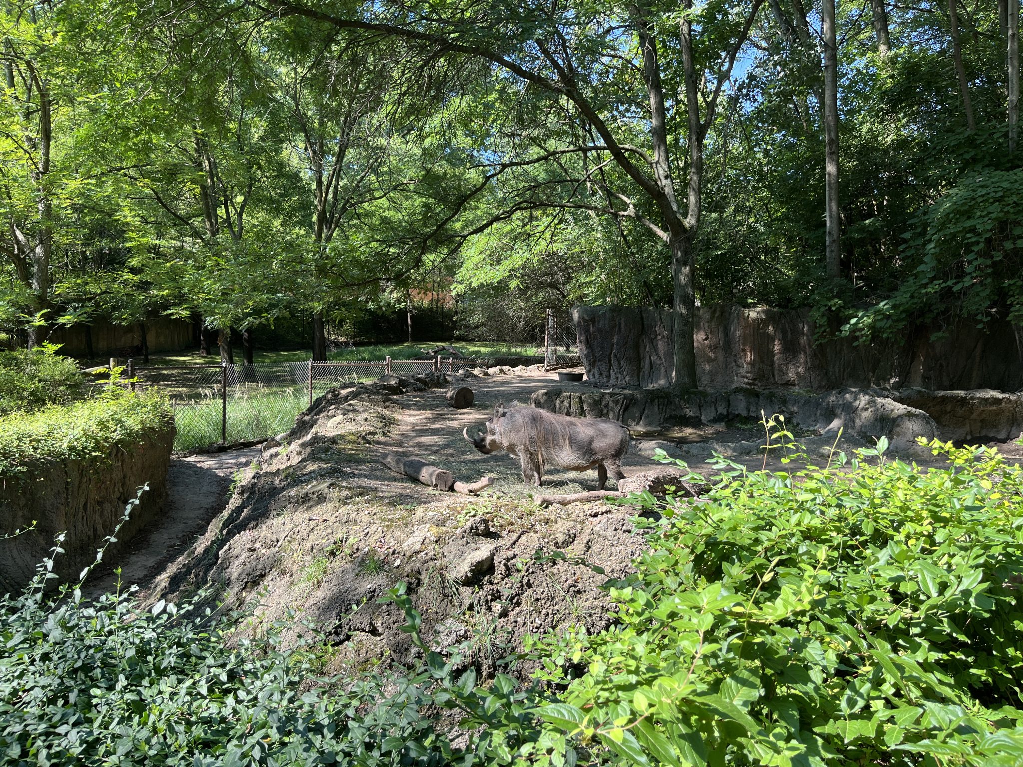 Warthog at the zoo