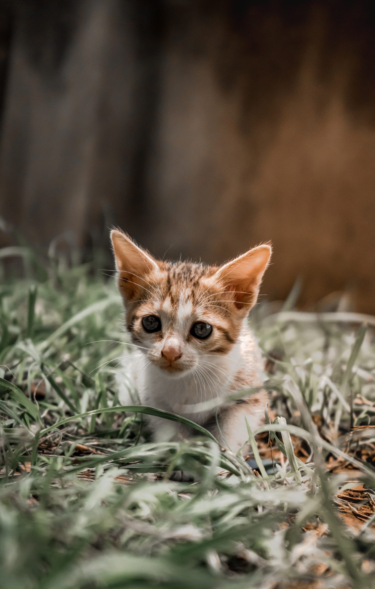Cute tiny little cat enjoying on the grass