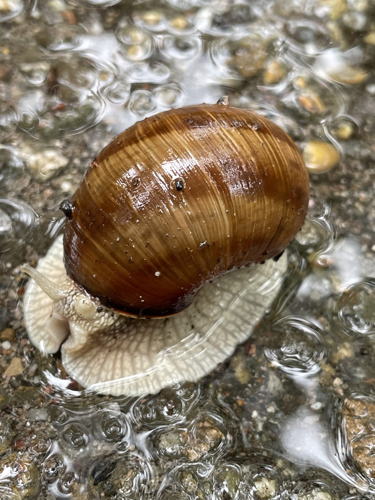 slow Snail