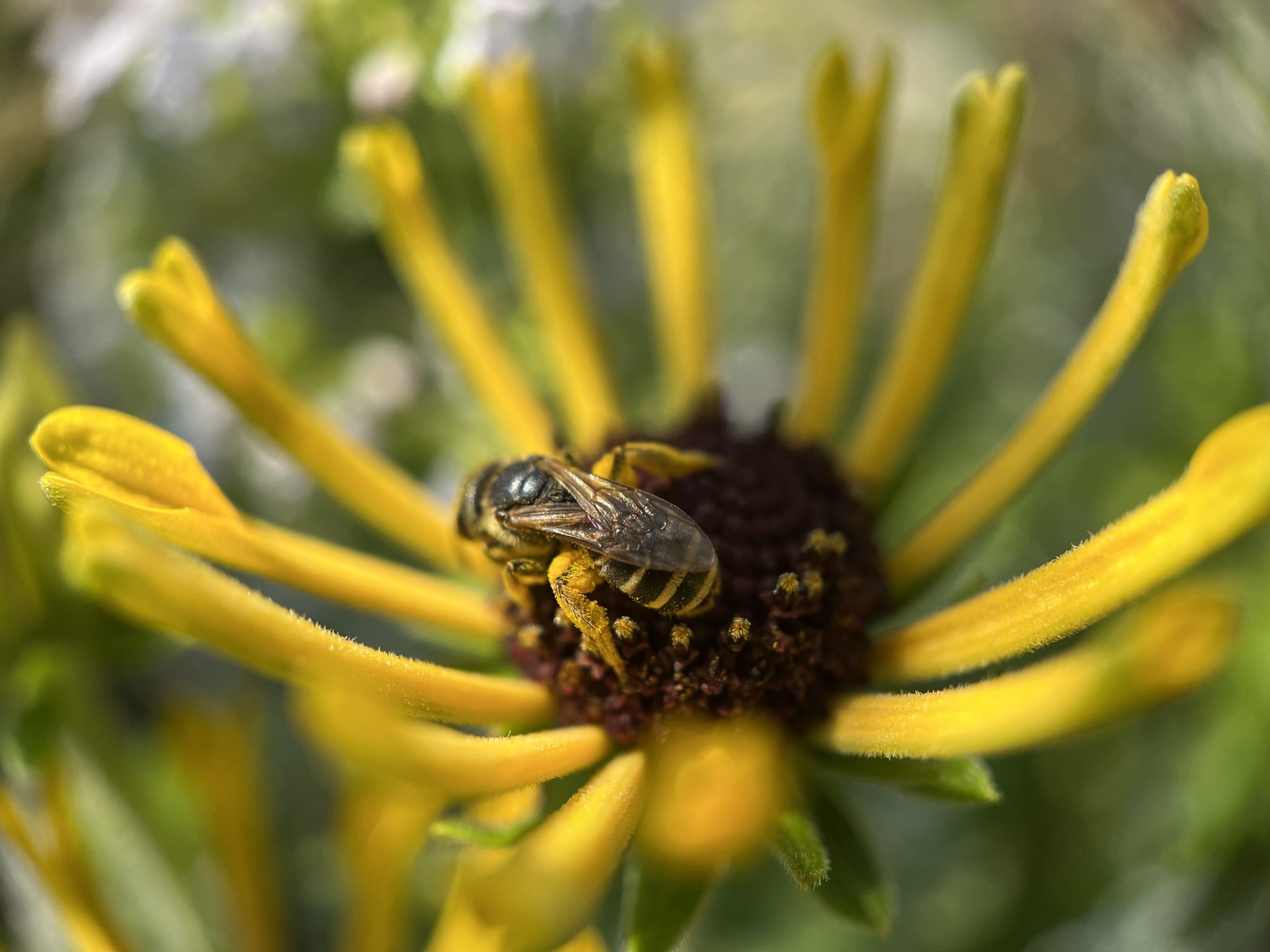 Bee on a yellow flower, covered in pollen