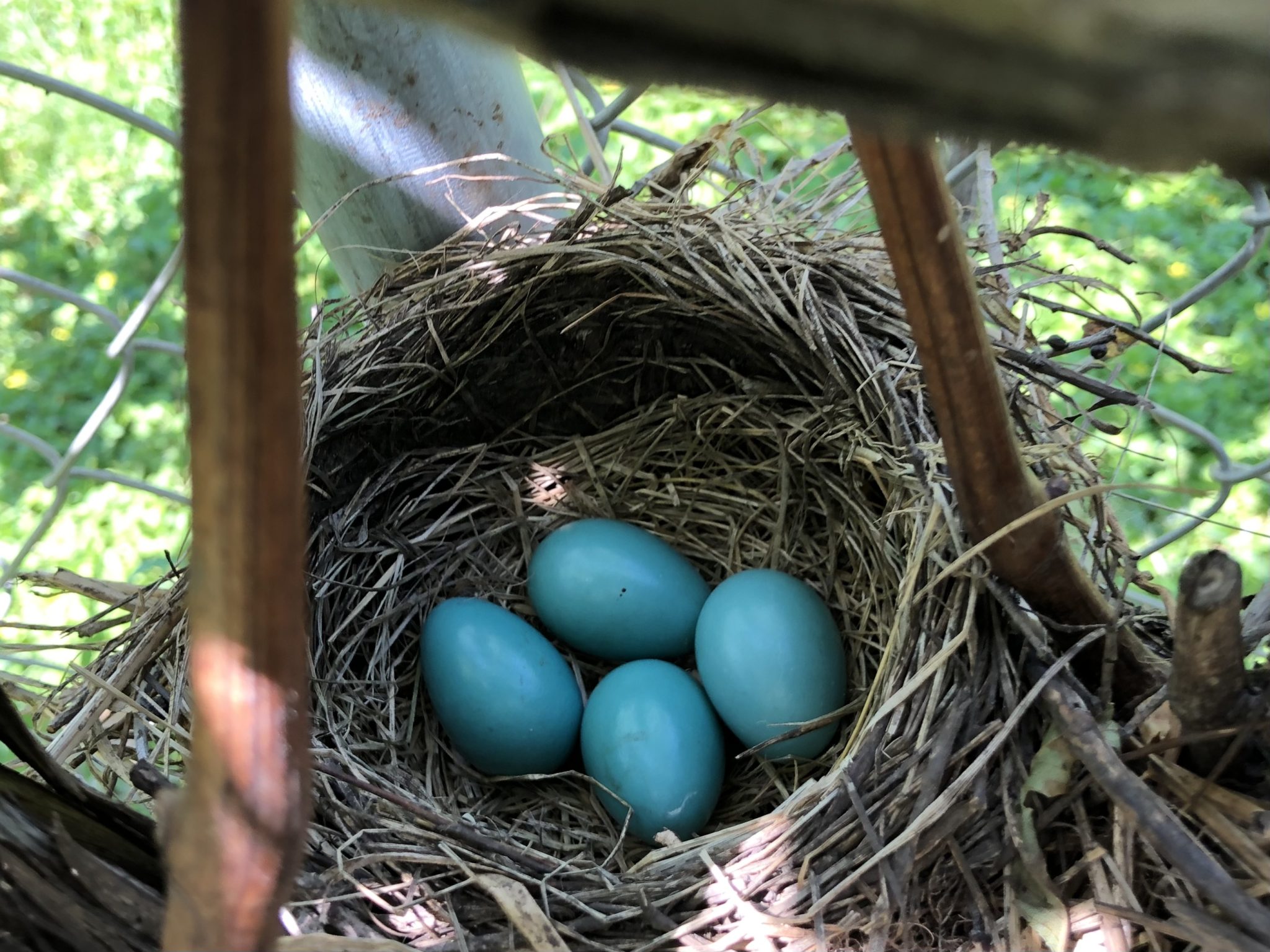 Robin's nest among the grape vines in Roscoe, IL – WorldPhotographyDay22