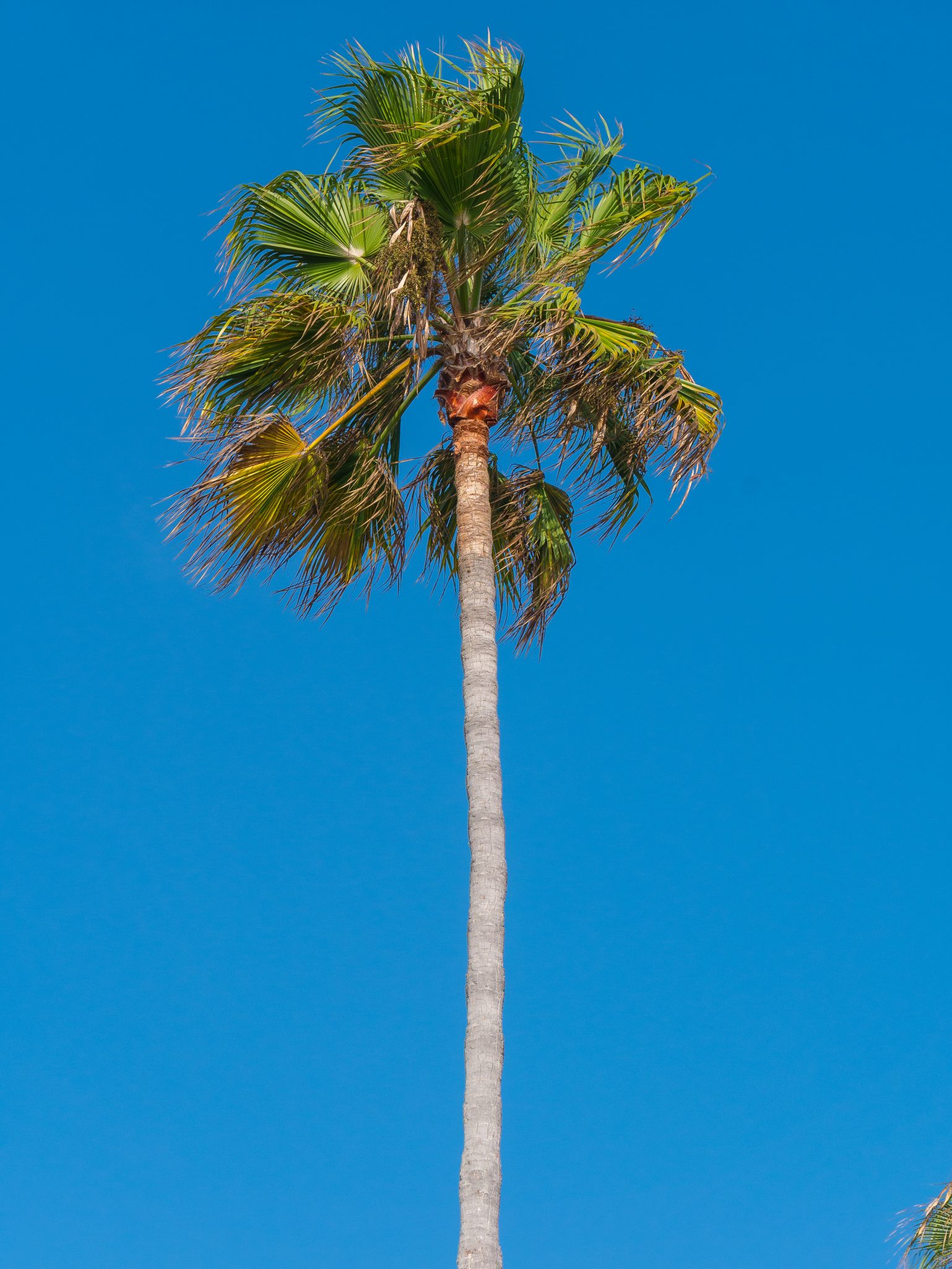 Palm tree in California